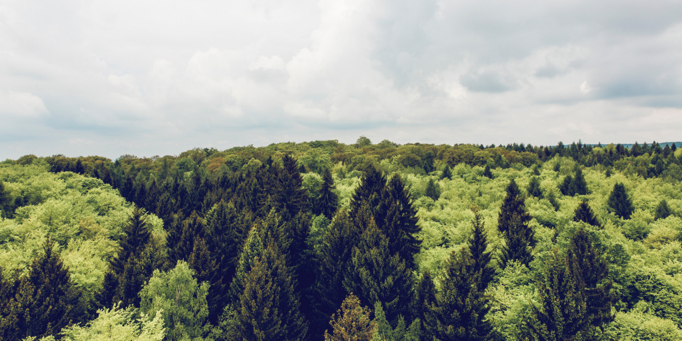 Leveraging forests for a just transition