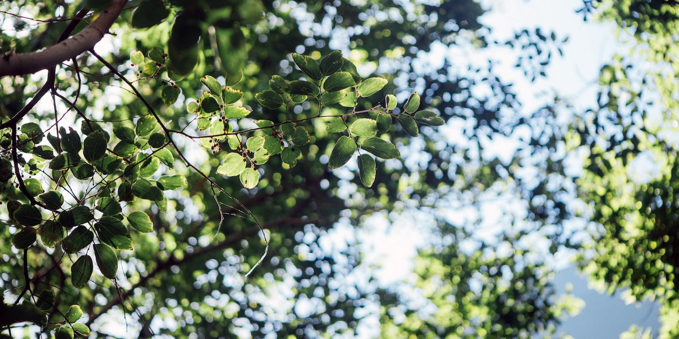 We can’t just plant our way out of the climate crisis