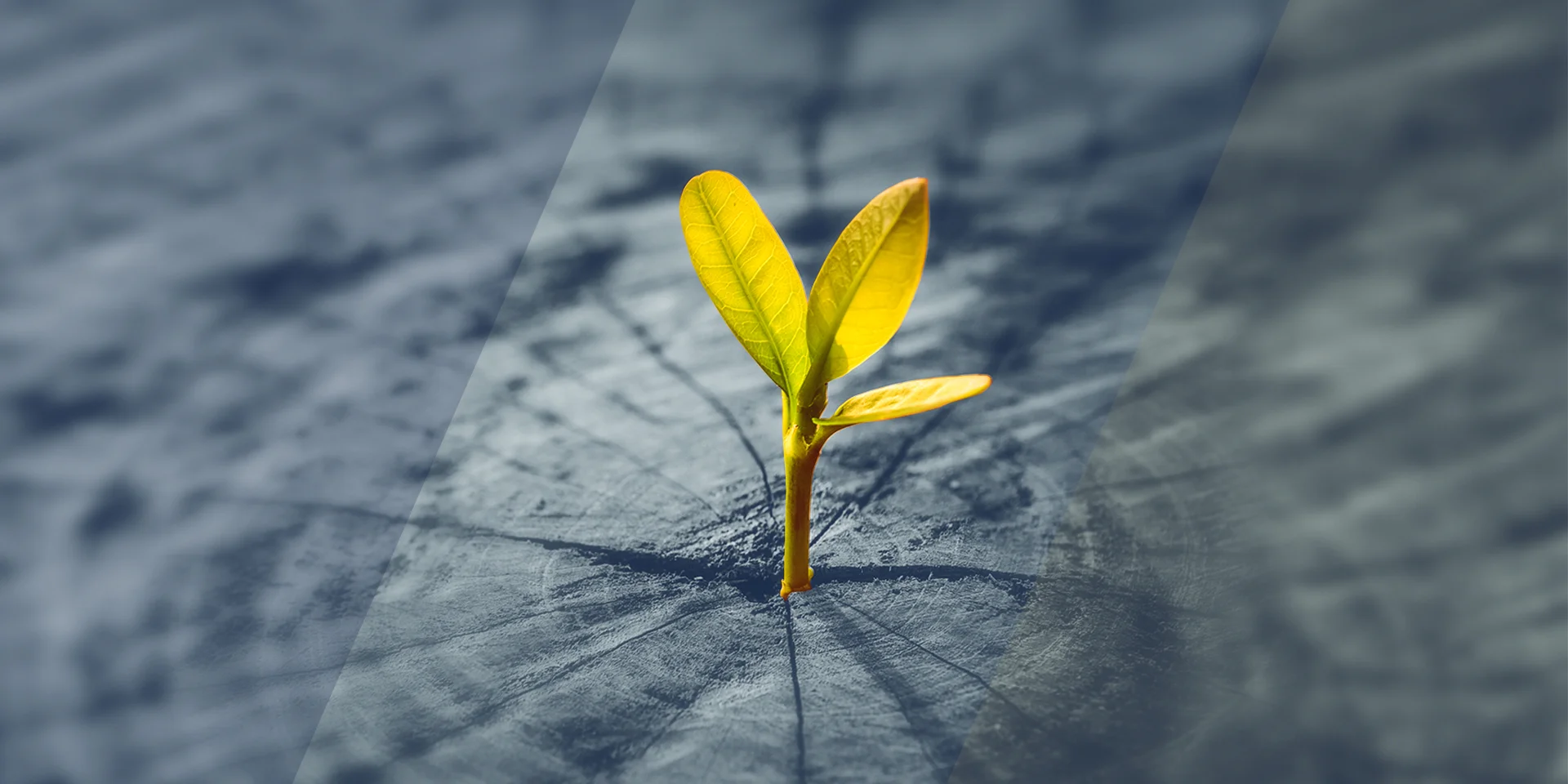 Seaton Place Enterprising Investment Solutions