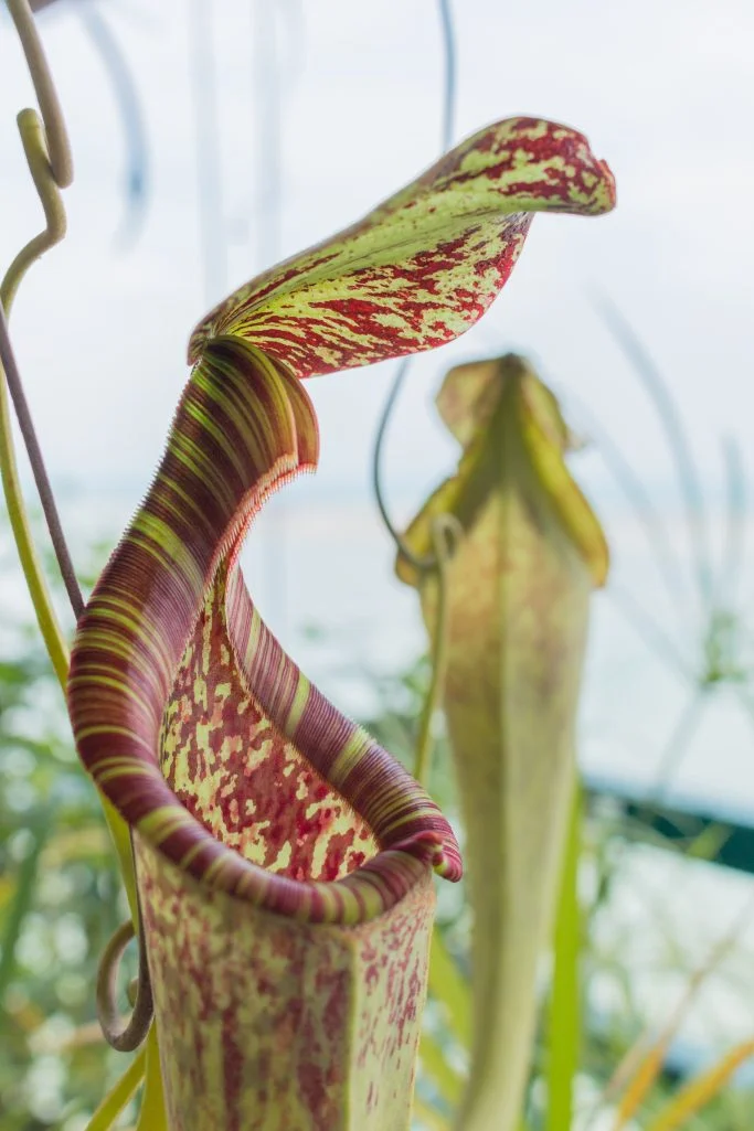 Lip-like variegated ribs