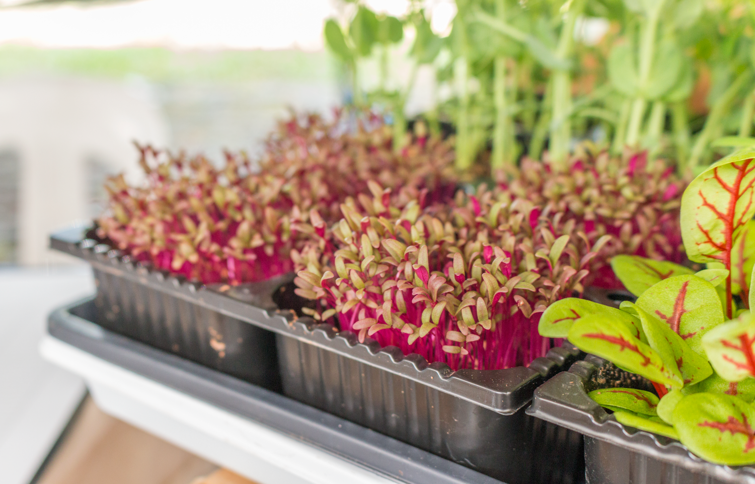 Sprouting Red Amaranth