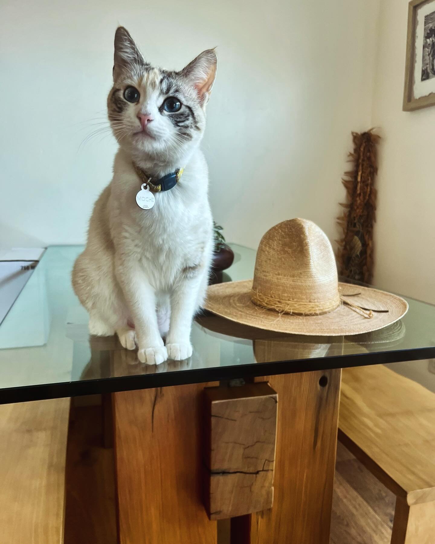 Postcard from the edge:

&ldquo;Mochi is obsessed 
with this sombrero. &ldquo;