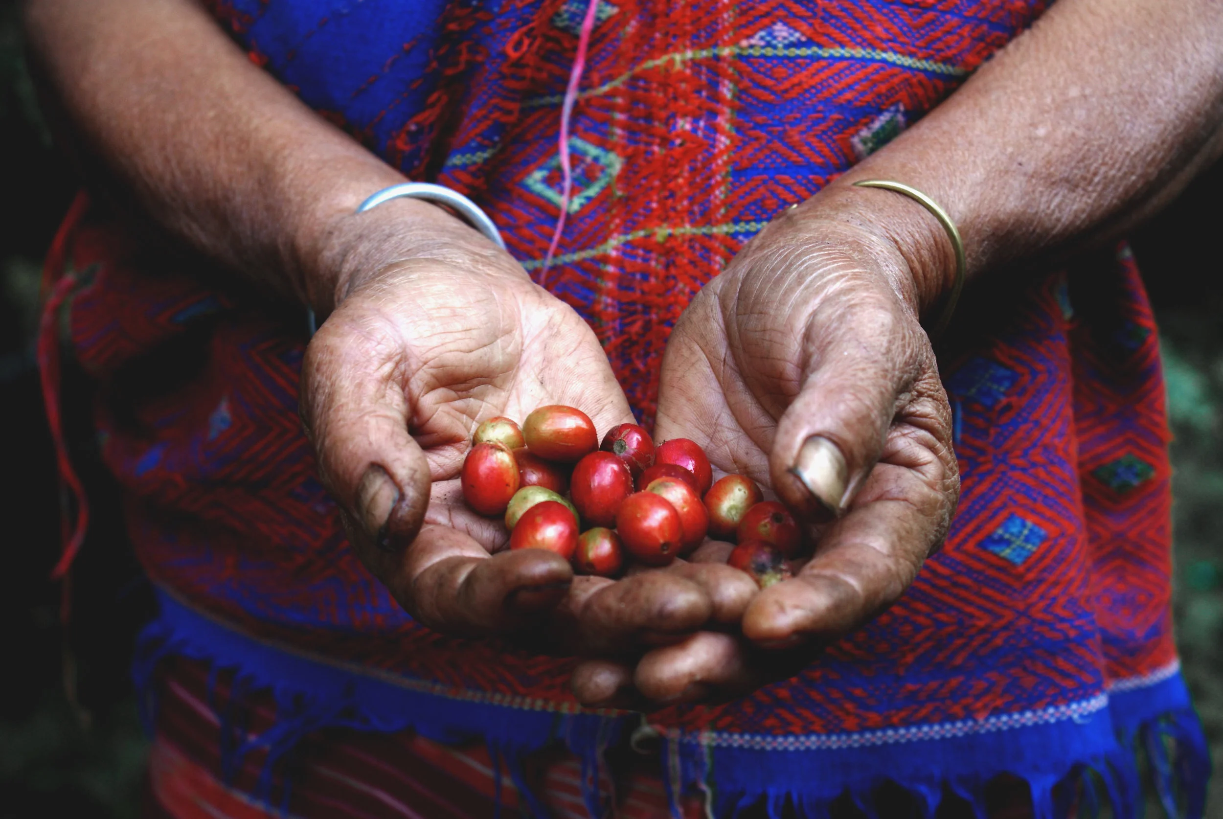 Dora - Vietnam Central Highland Coffee