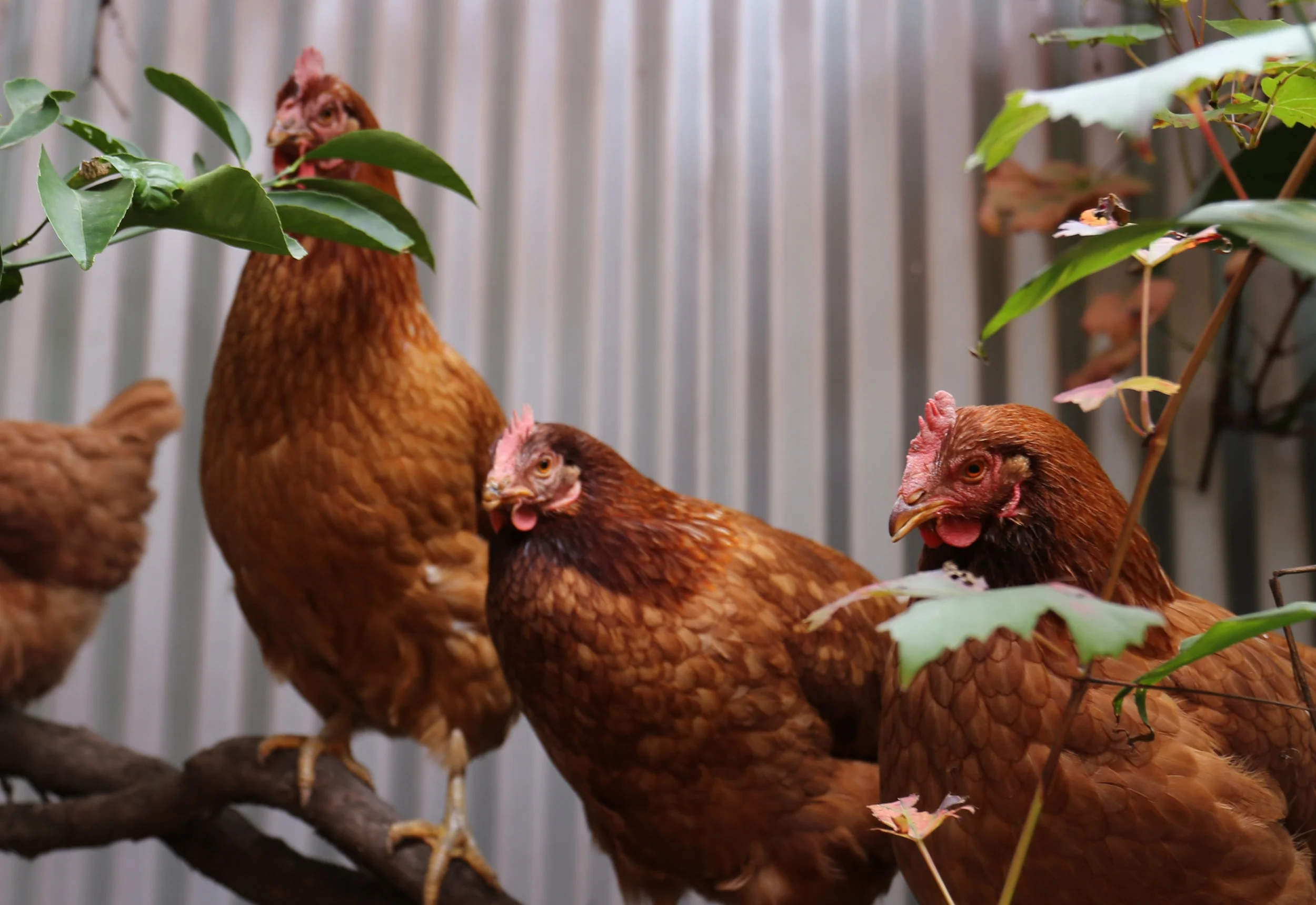 Chickens.jpg