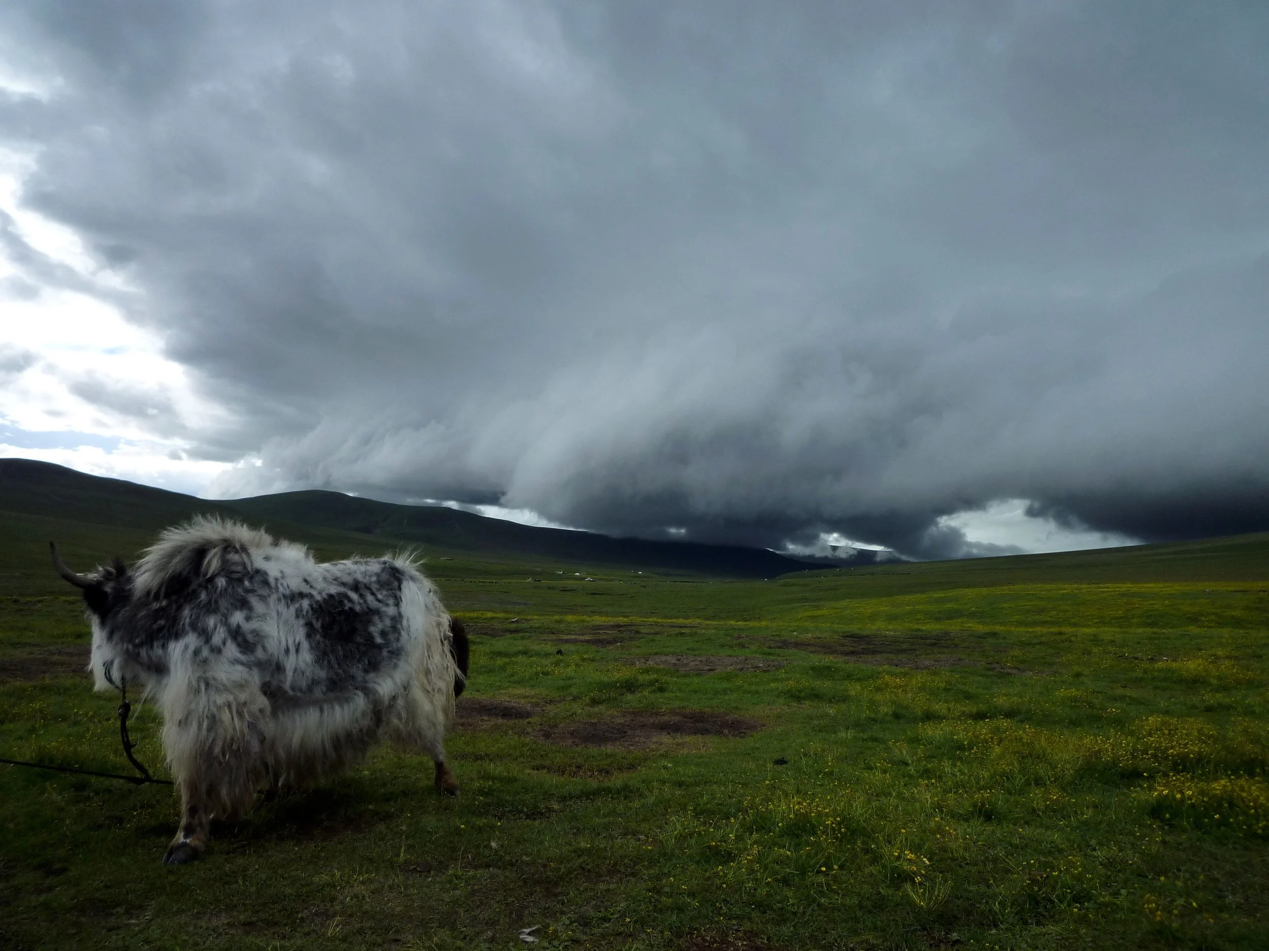yak.jpg