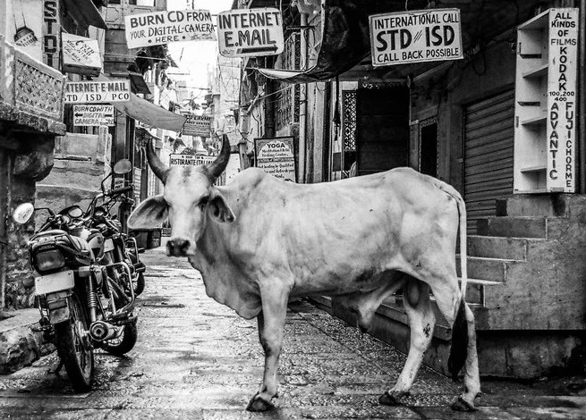 cow+in+India.jpg