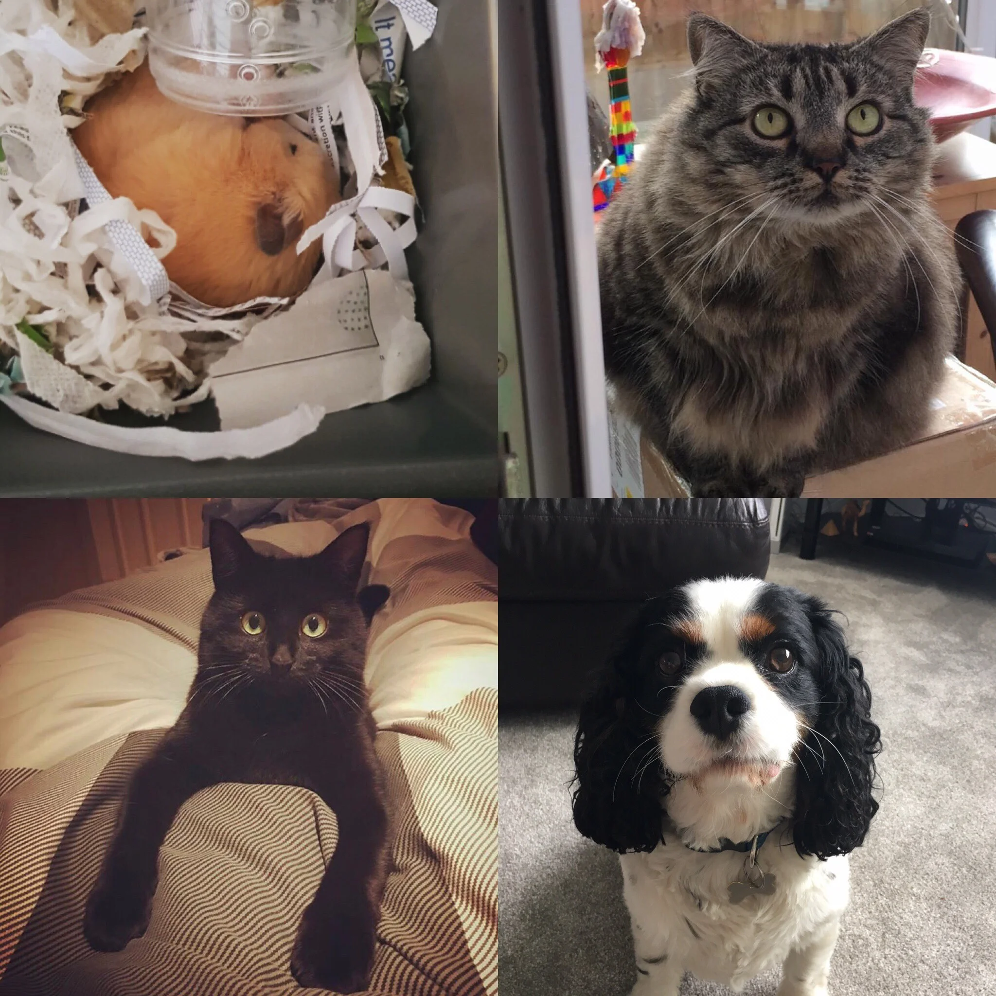 The Pawsitives of Pets!