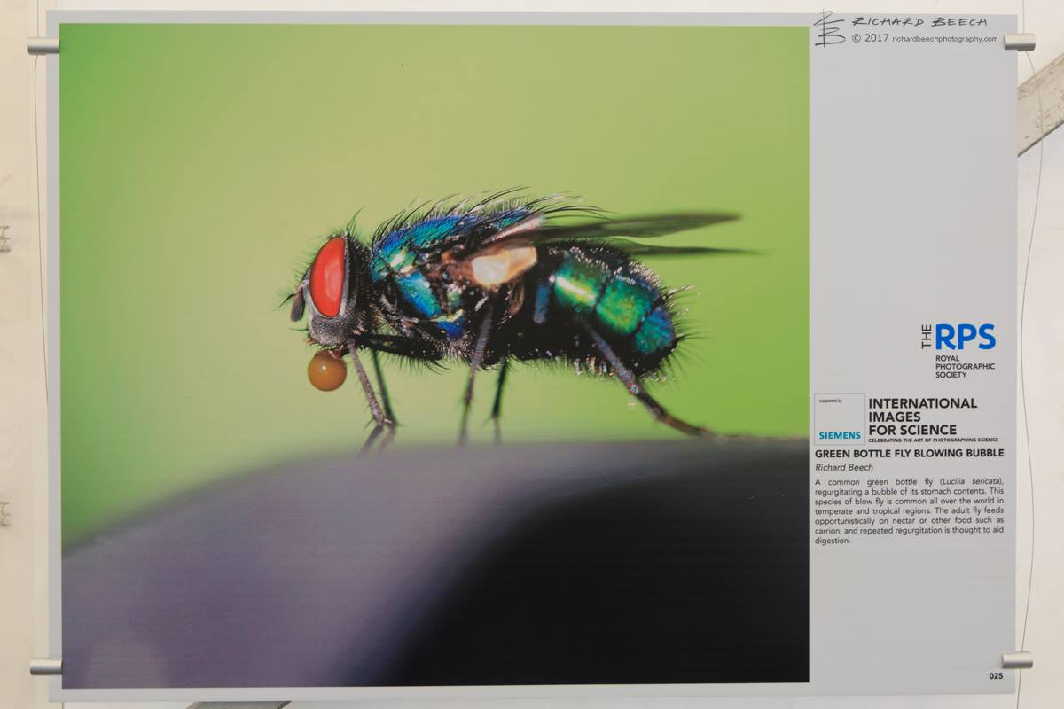 Bubble-Blowing Green Bottle Fly - RPS IISE 2016 at the Cheltenham Science Festival
