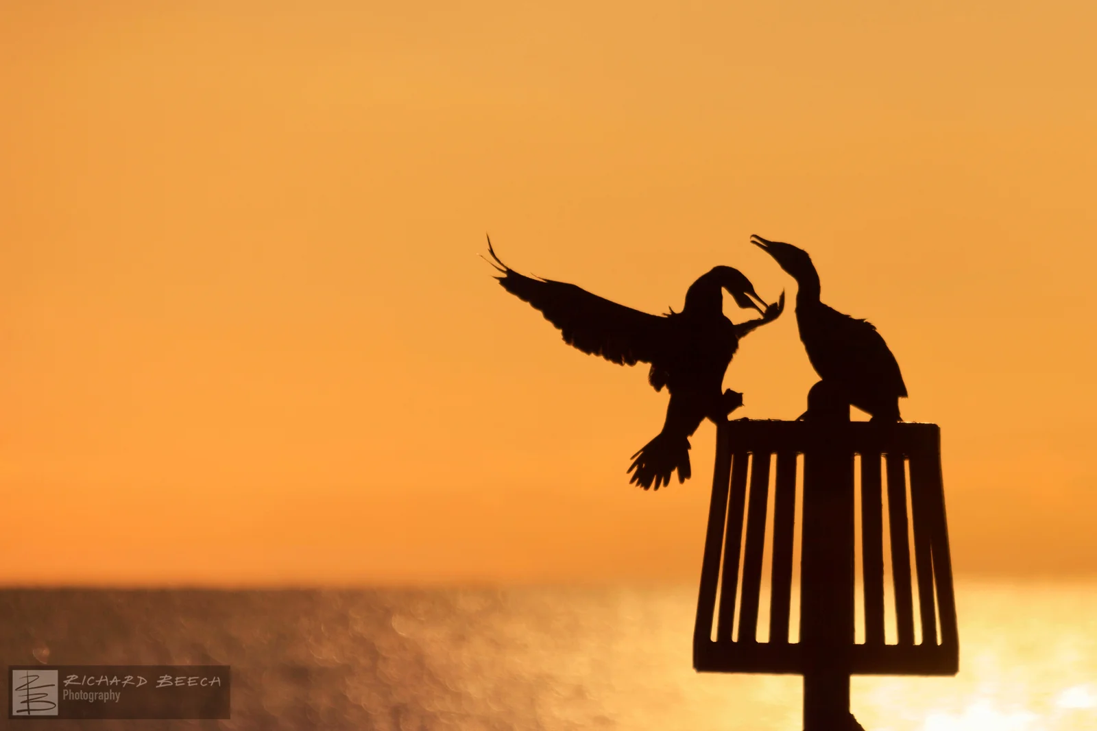 cormorantcouplePRINT1600.jpg