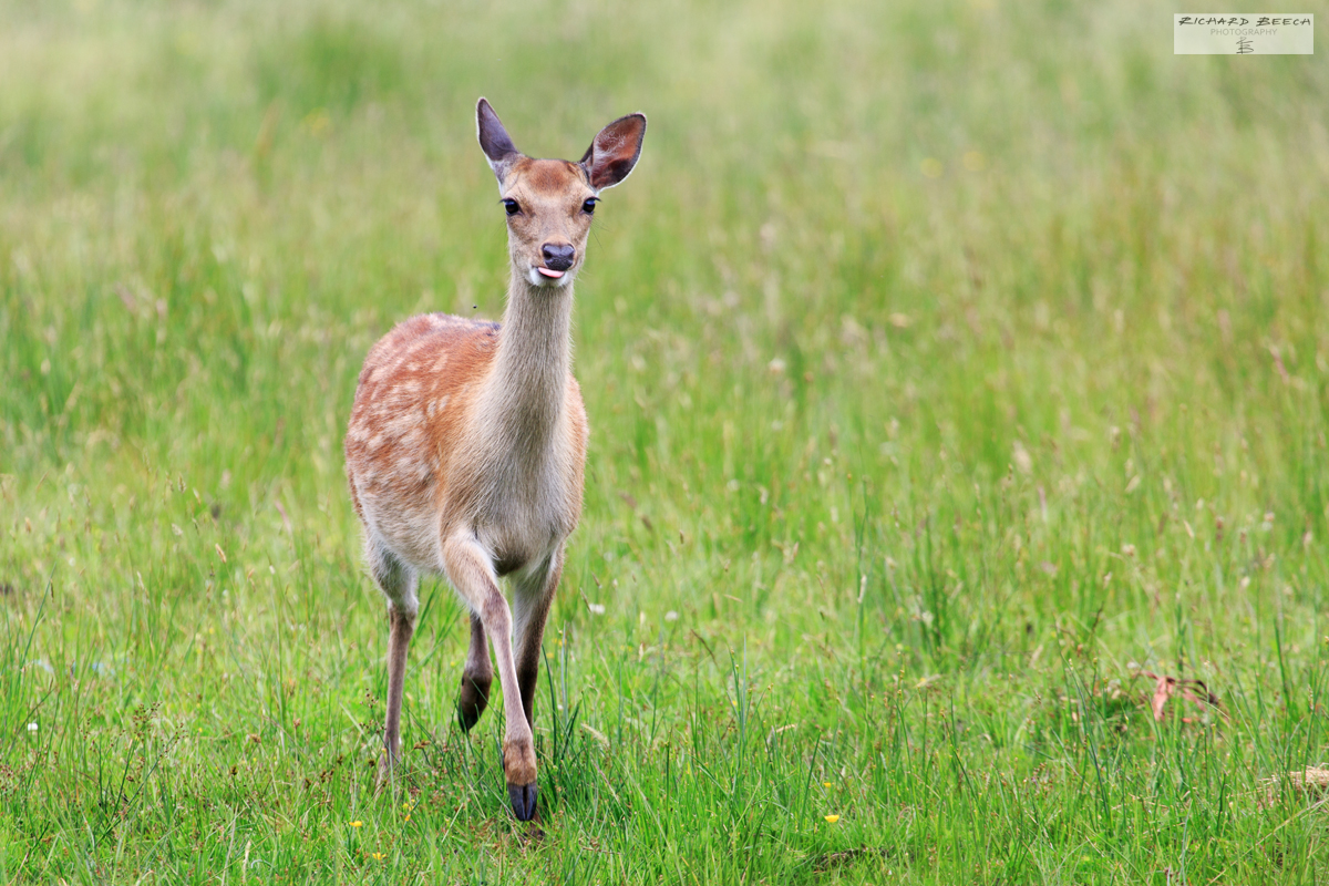 Sika Deer at Stoborough