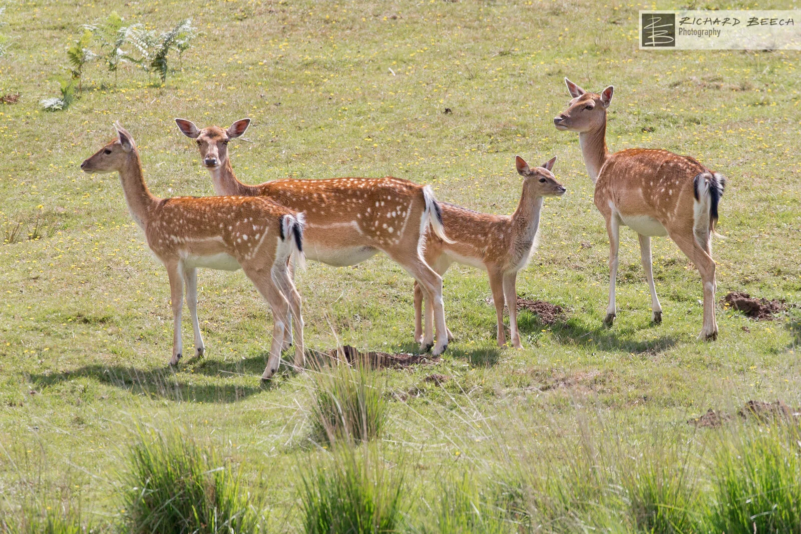 New Forest Deer