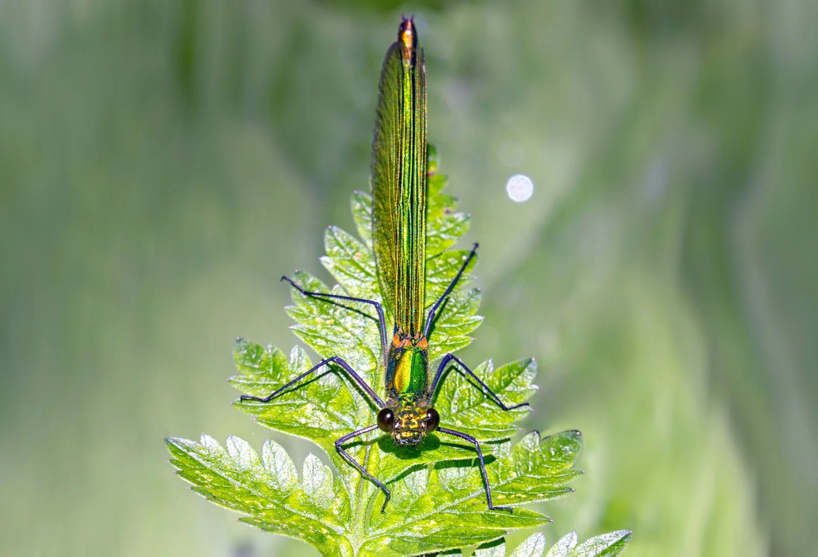 Finalist in The British Wildlife Photography Awards 2023