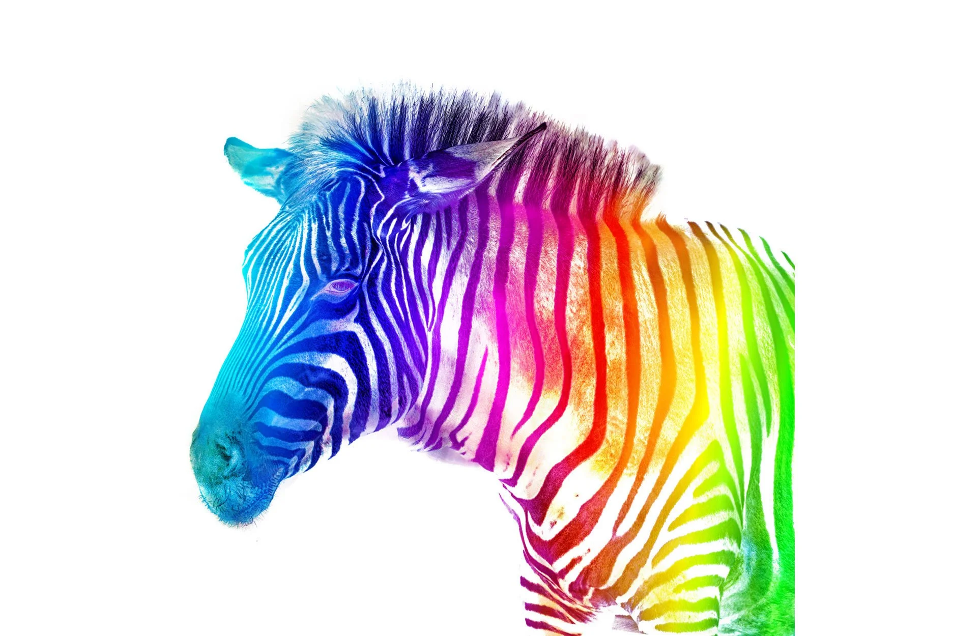 Rainbow Wildlife: Rainbow Zebra