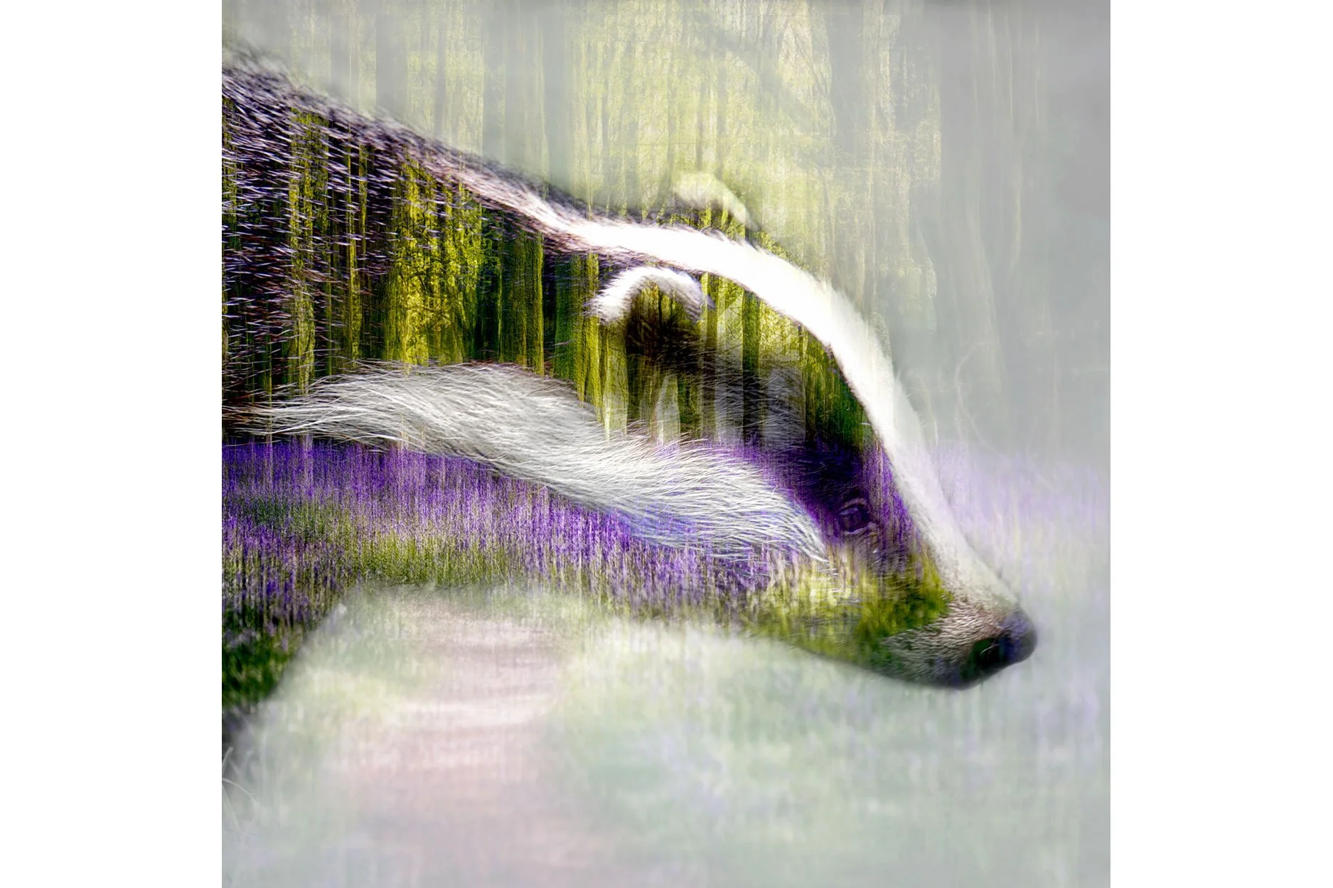 Double Exposure: Bluebell Badger