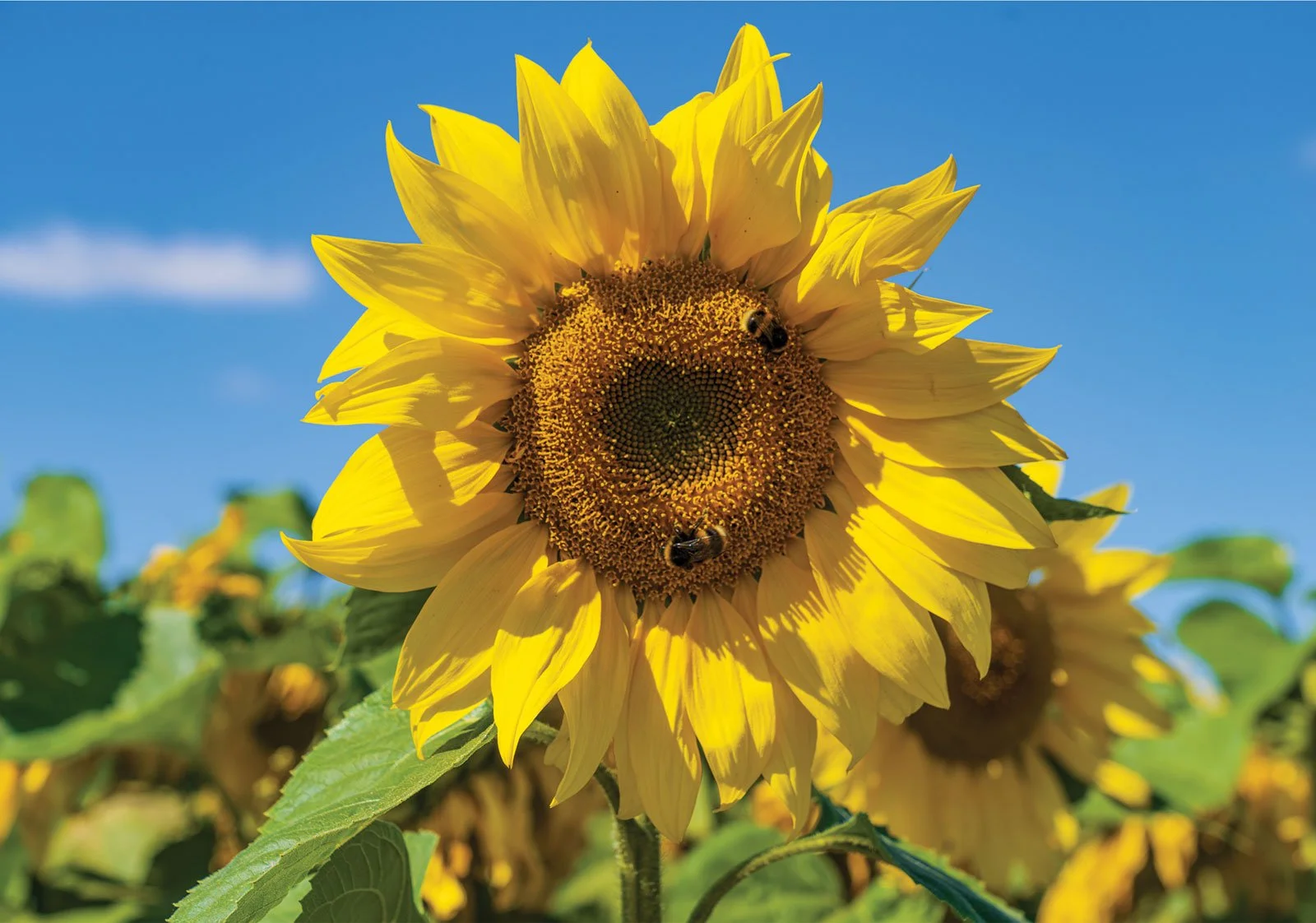 Photo Greeting Card (A5) - 'Sunflower'