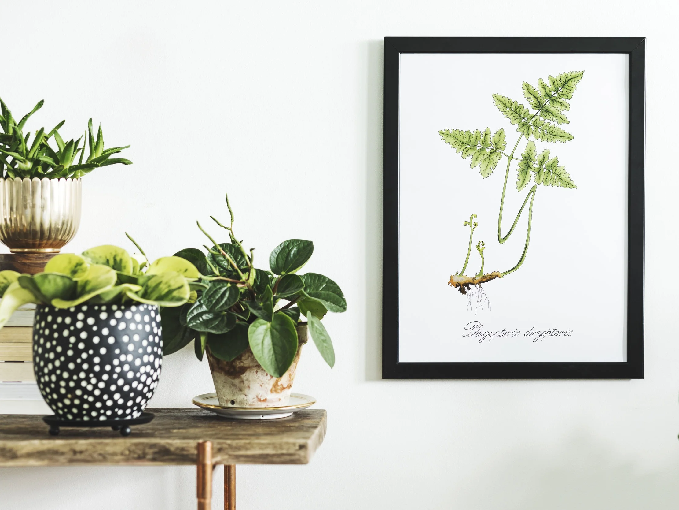 How to select low maintenance house plants (and not murder them)