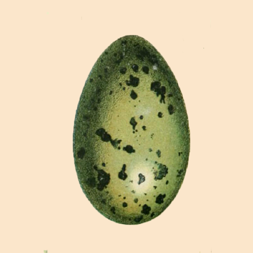 AFT_Egg.png