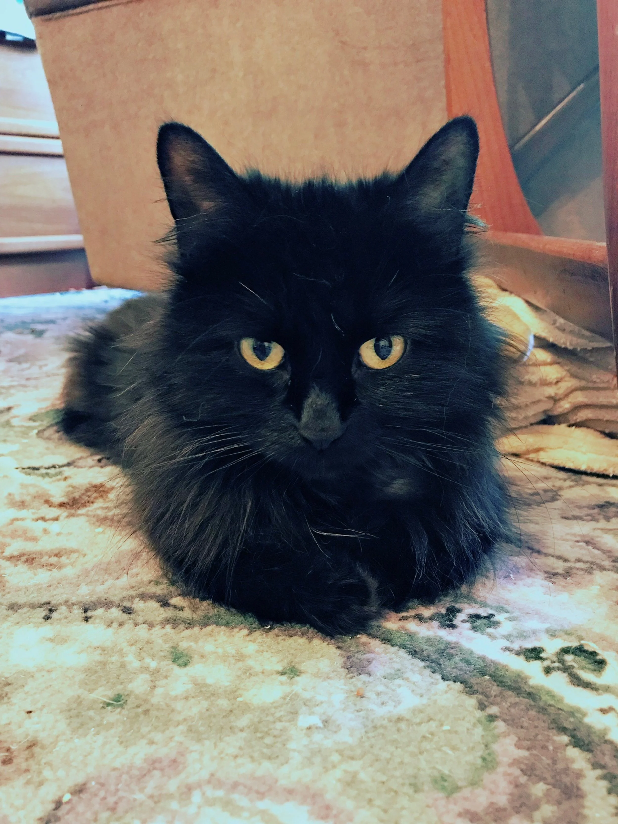 The 21st & 22nd; I touched the mommy cat!