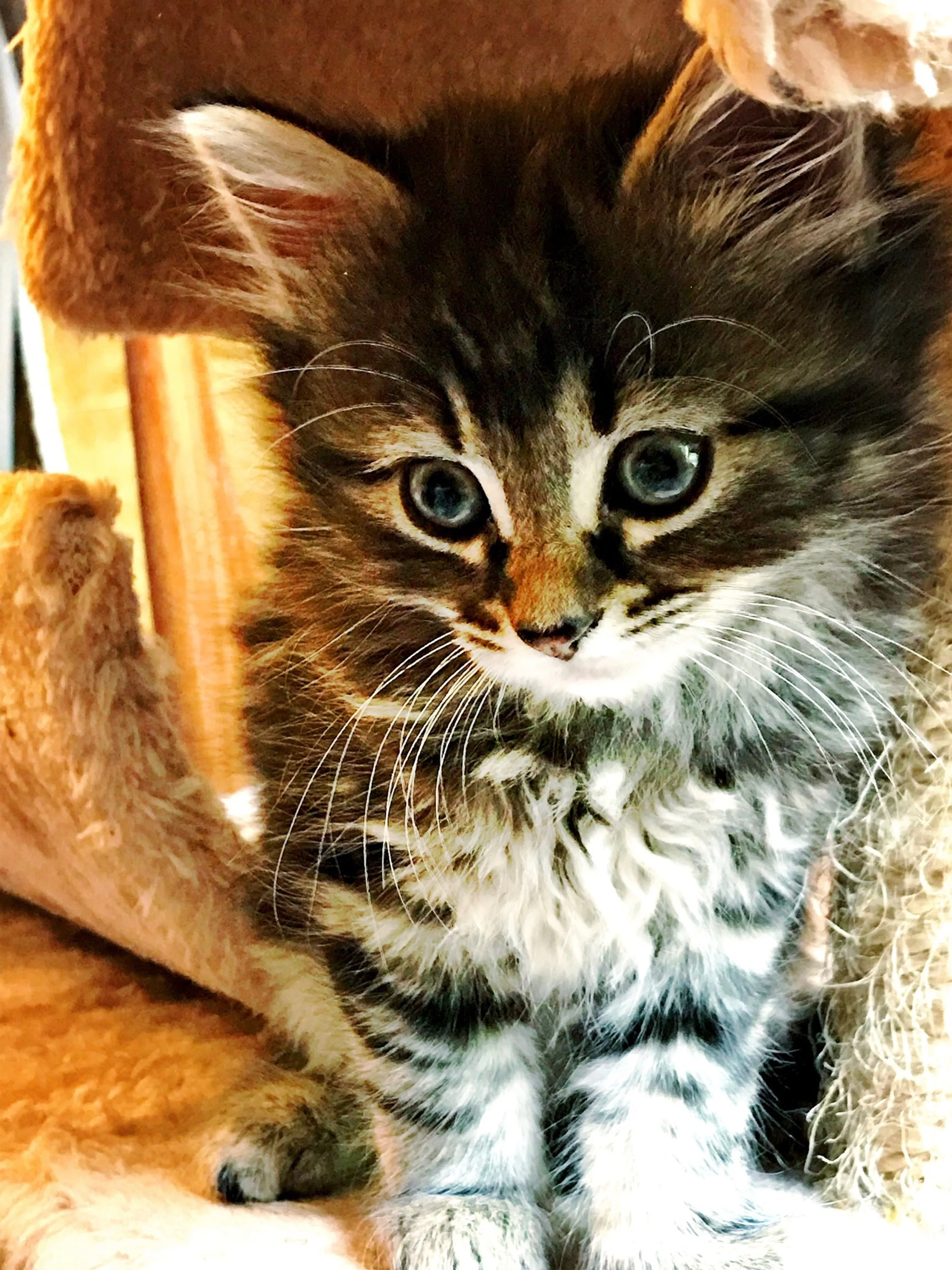 The 17th & 18th; Like the Basilisk, but pretty.