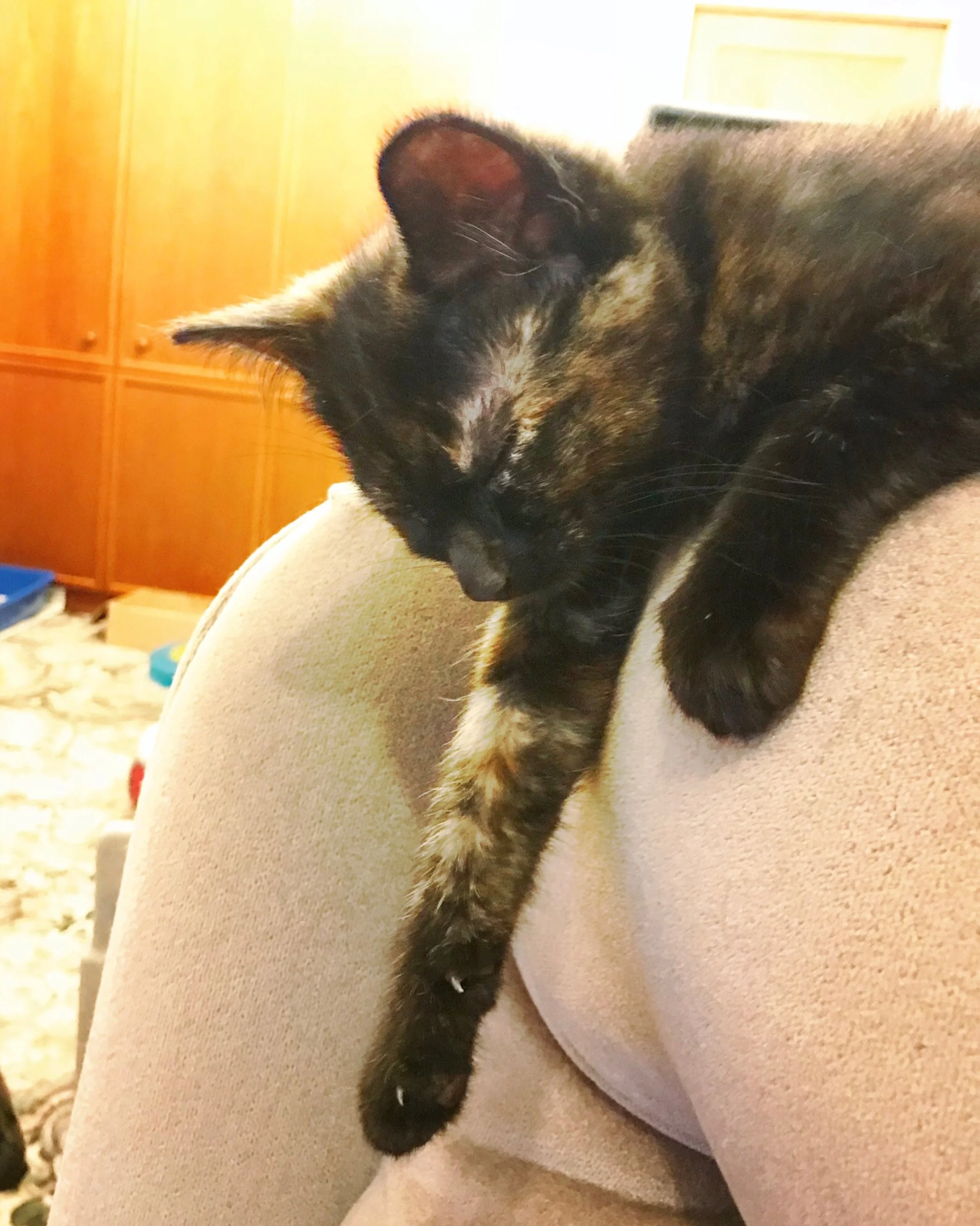 The 6th & 7th; Constantly mournful yowls.