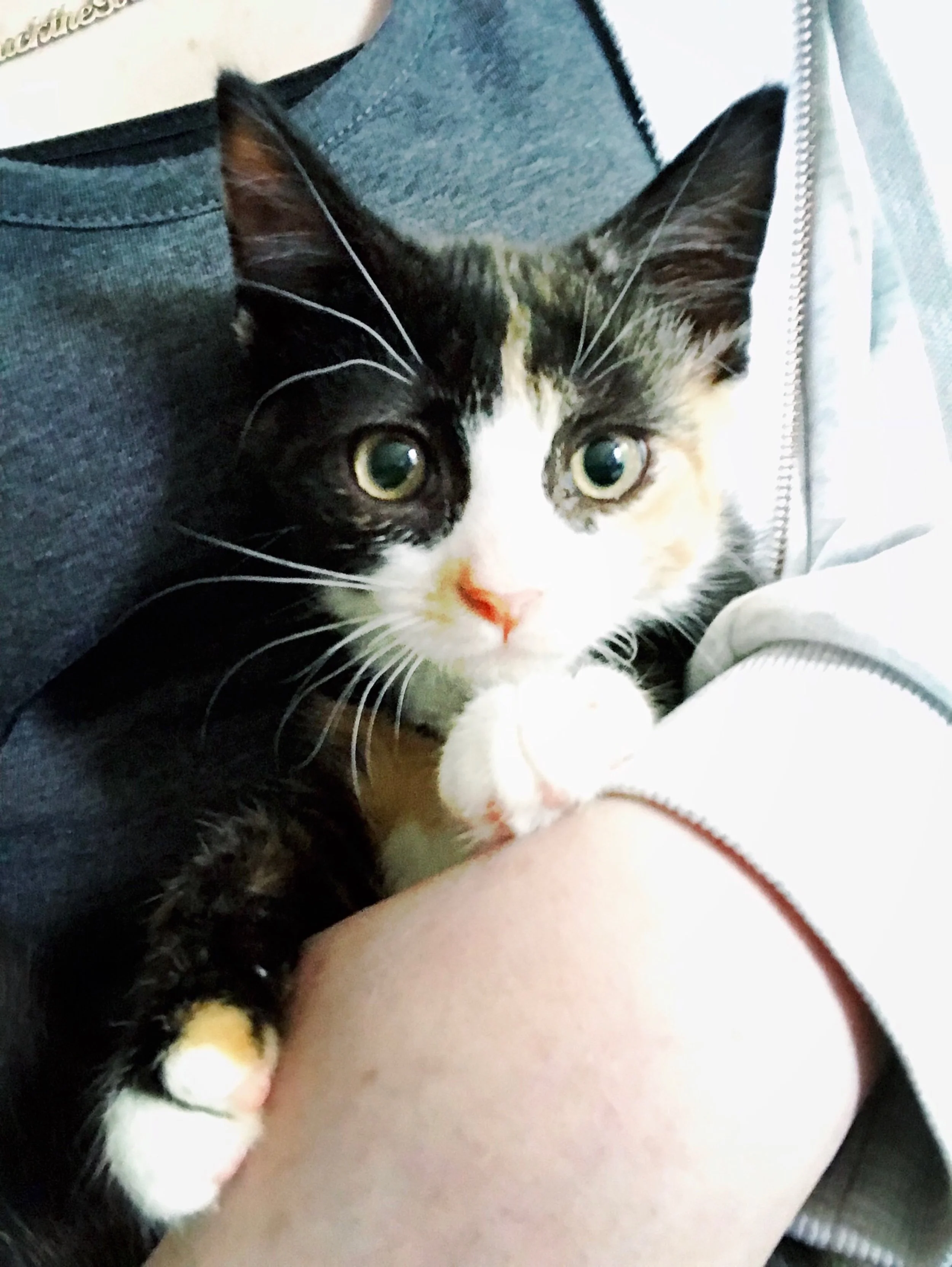 The 27th & 28th; Time for new floofs!