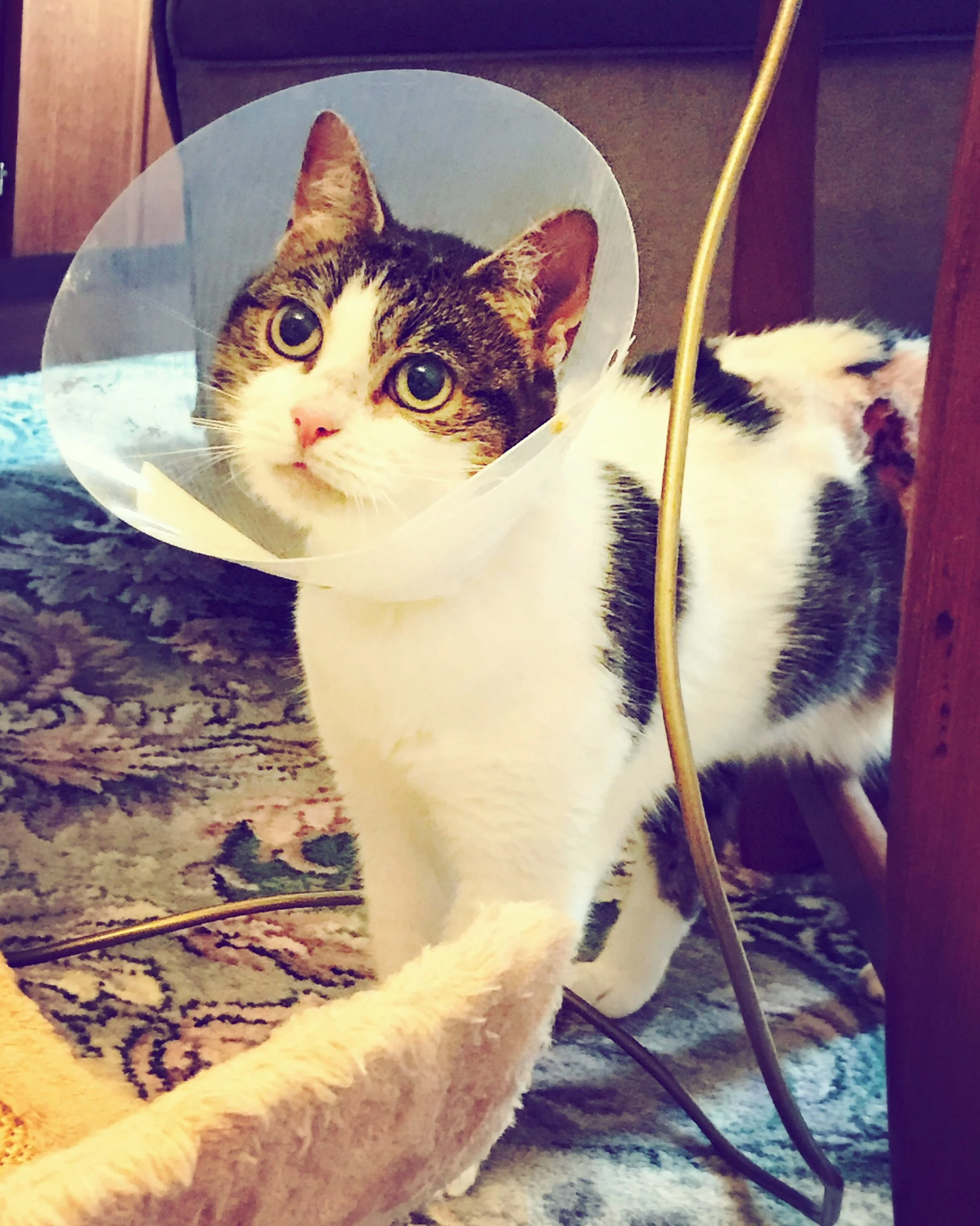 The 27th & 28th; Kitty for me!