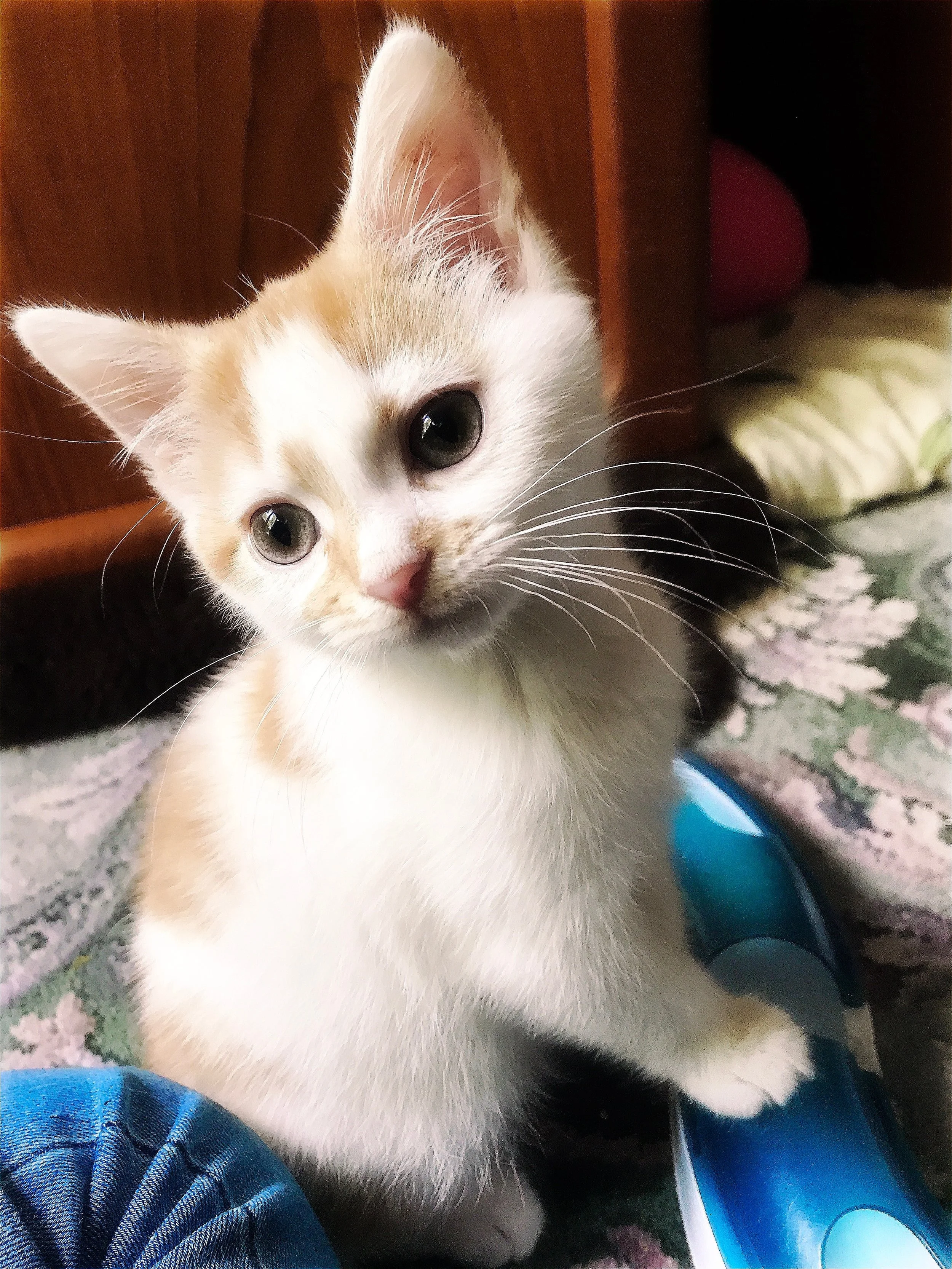 The 12th & 13th; Probably vascular.