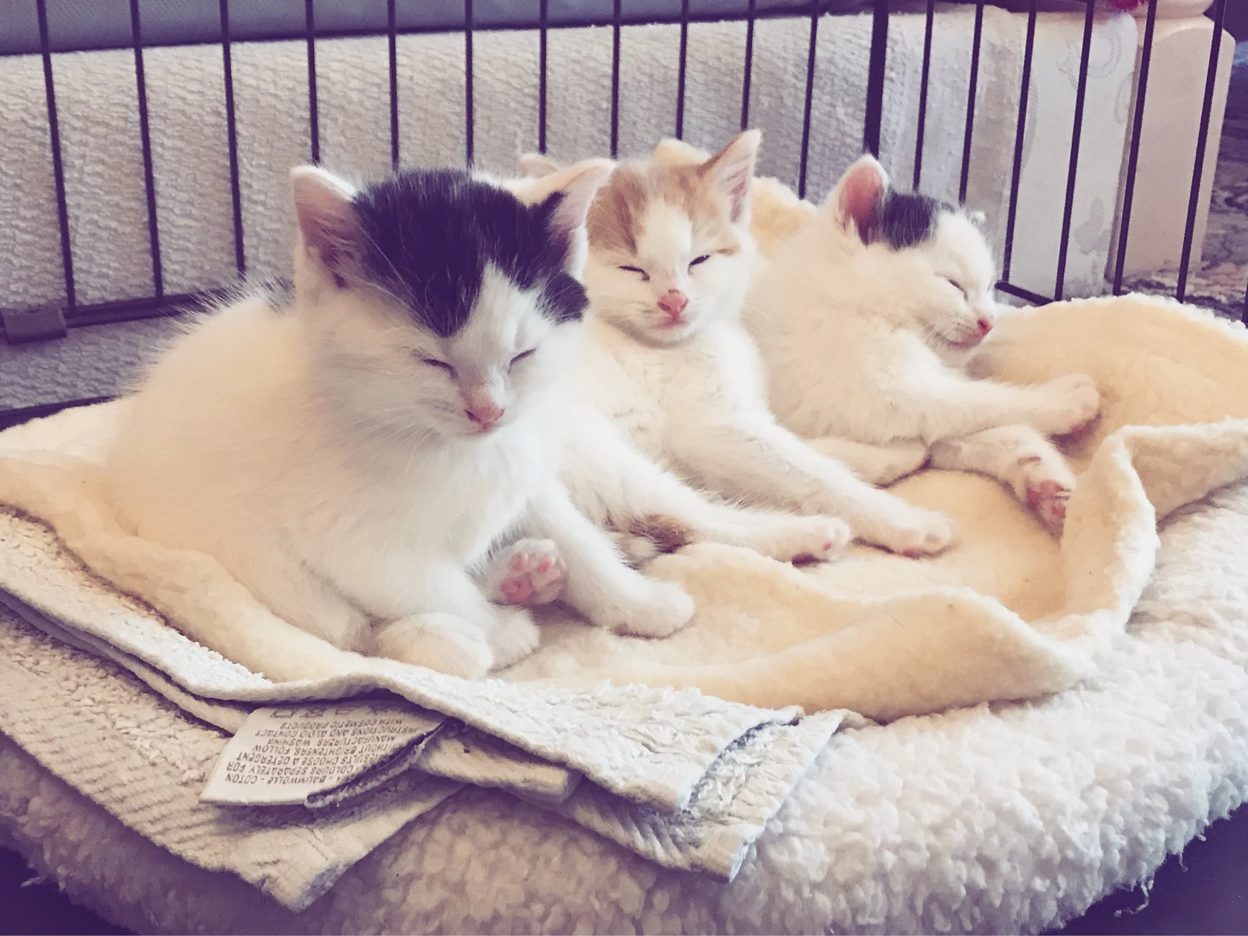 The 28th & 29th; Oh, how they love to scream.