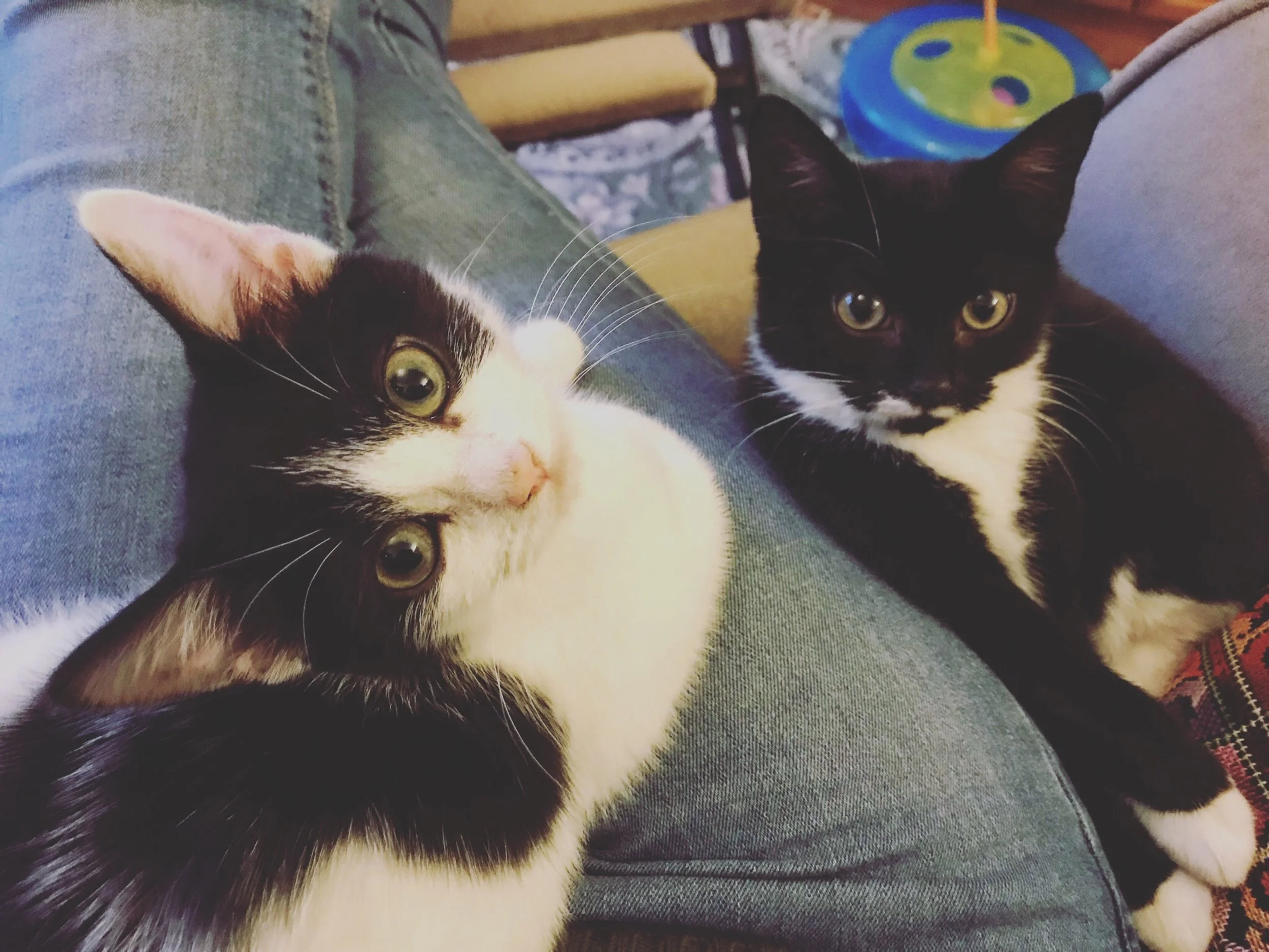 The 3rd & 4th; Snoozing and purring.