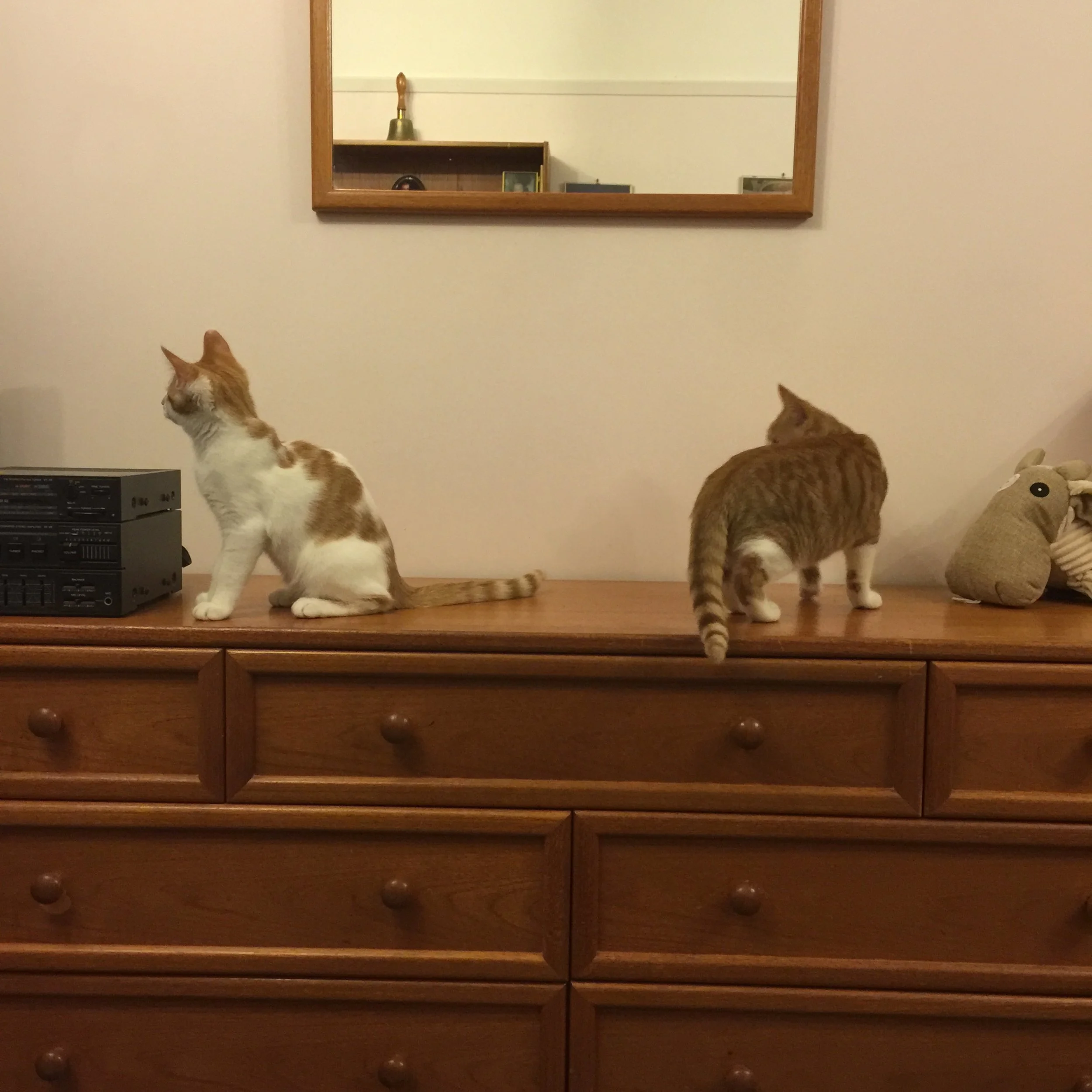 The 12th & 13th; KITTENS!