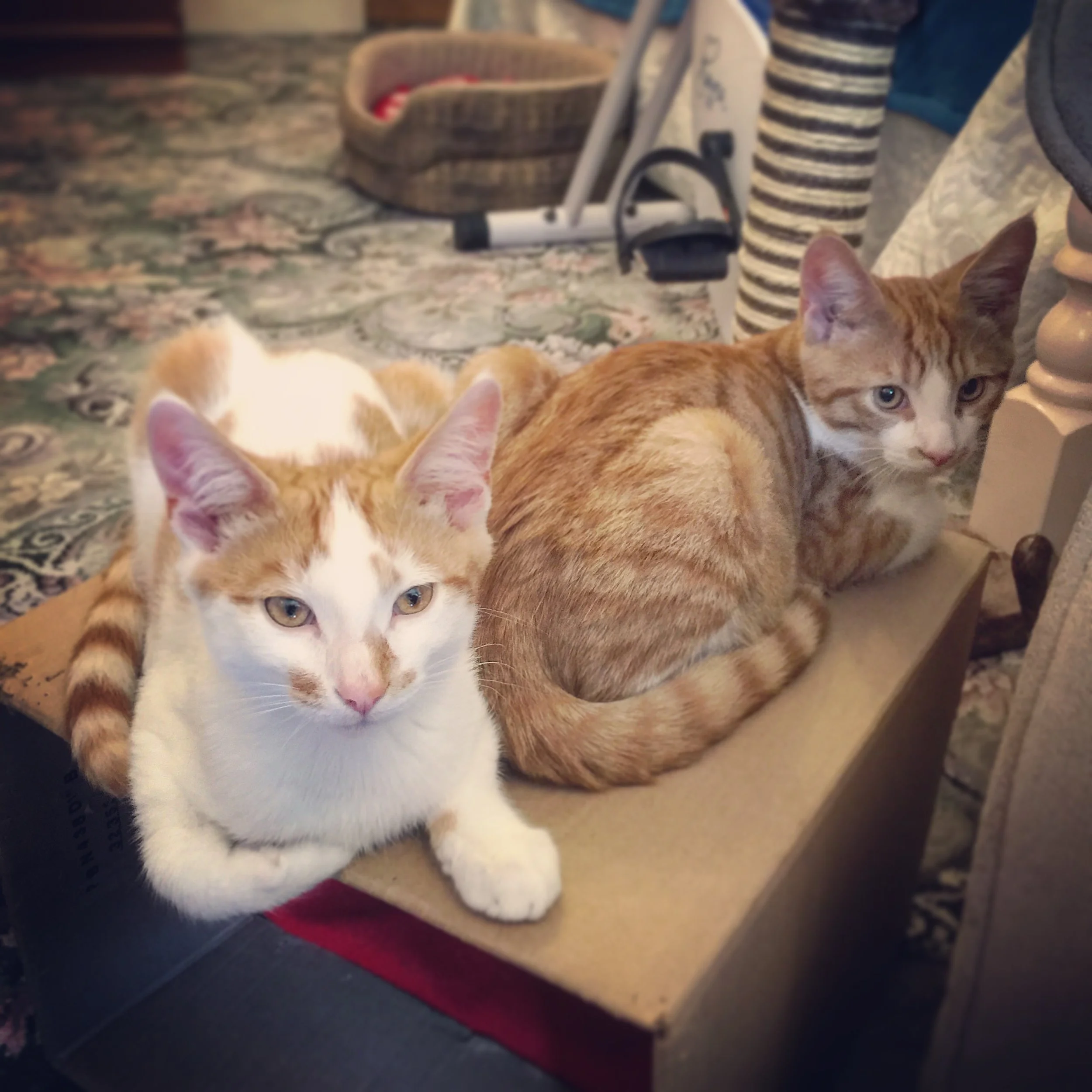 The 14th & 15th; Kitties are my friends.