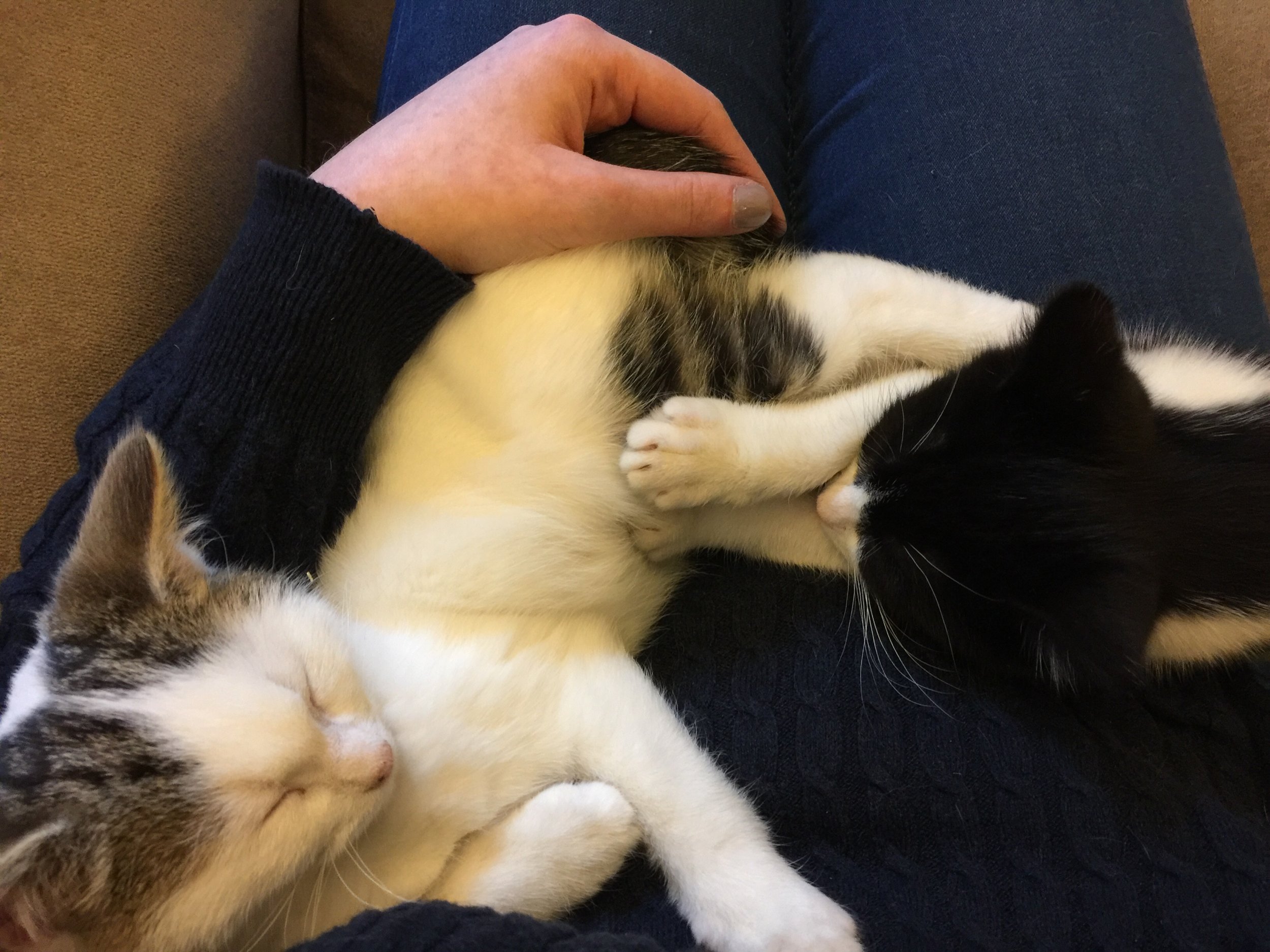 The 20th & 21st; Netflix and cat cuddles.