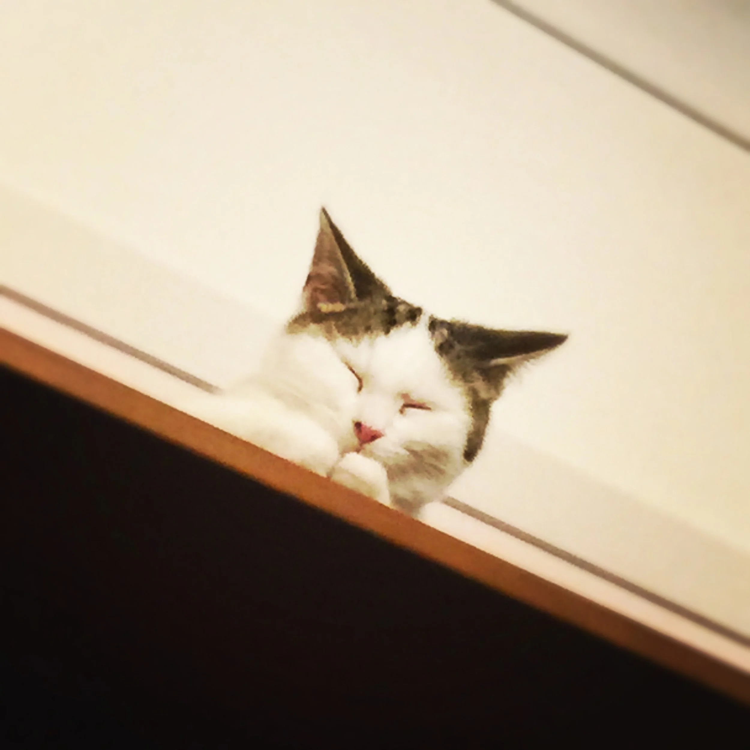 The 15th & 16th; I'm going to have to comfort a sad cat tonight.