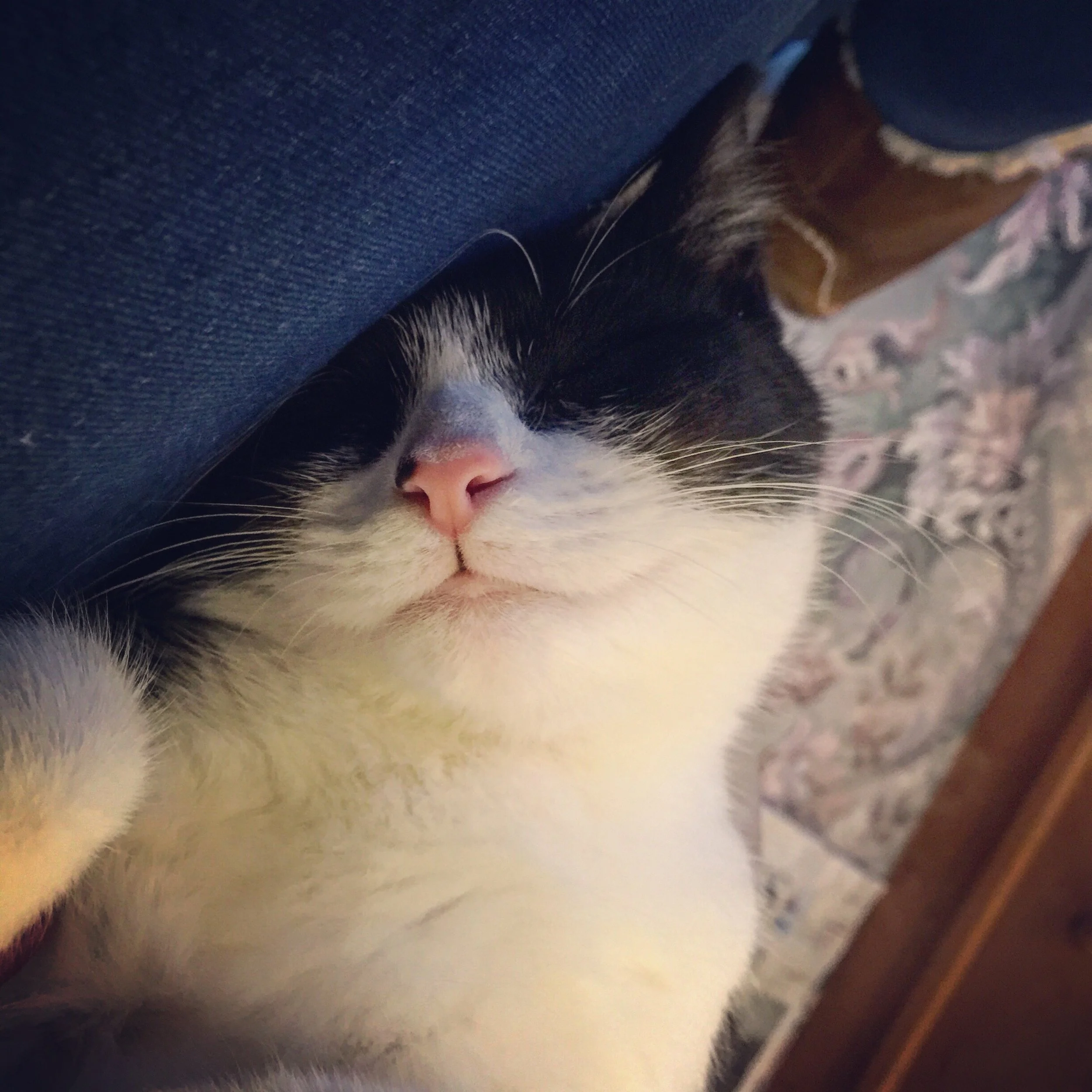 The 17th & 18th; Poor kitty.