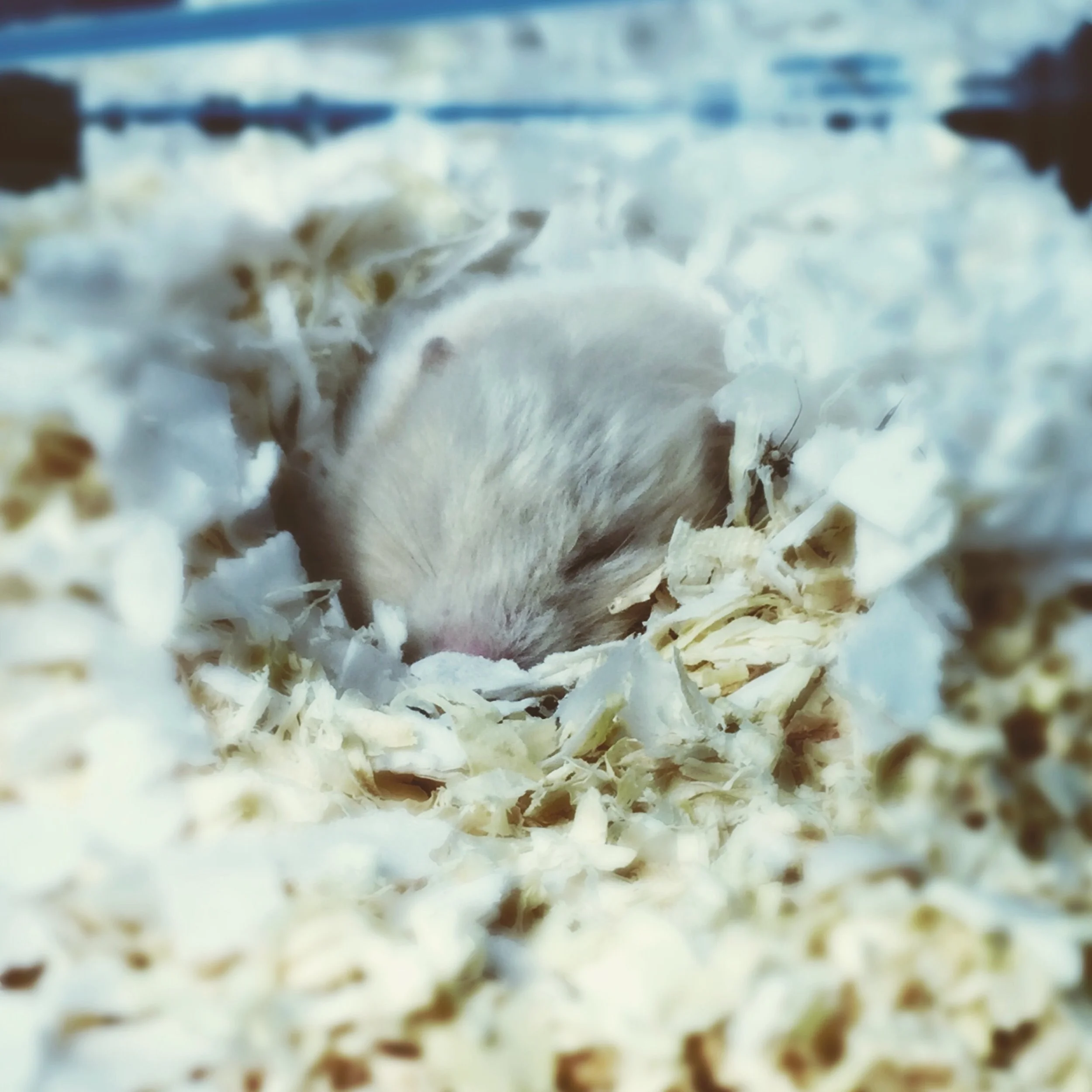 The 8th & 9th; Poor little Ham.