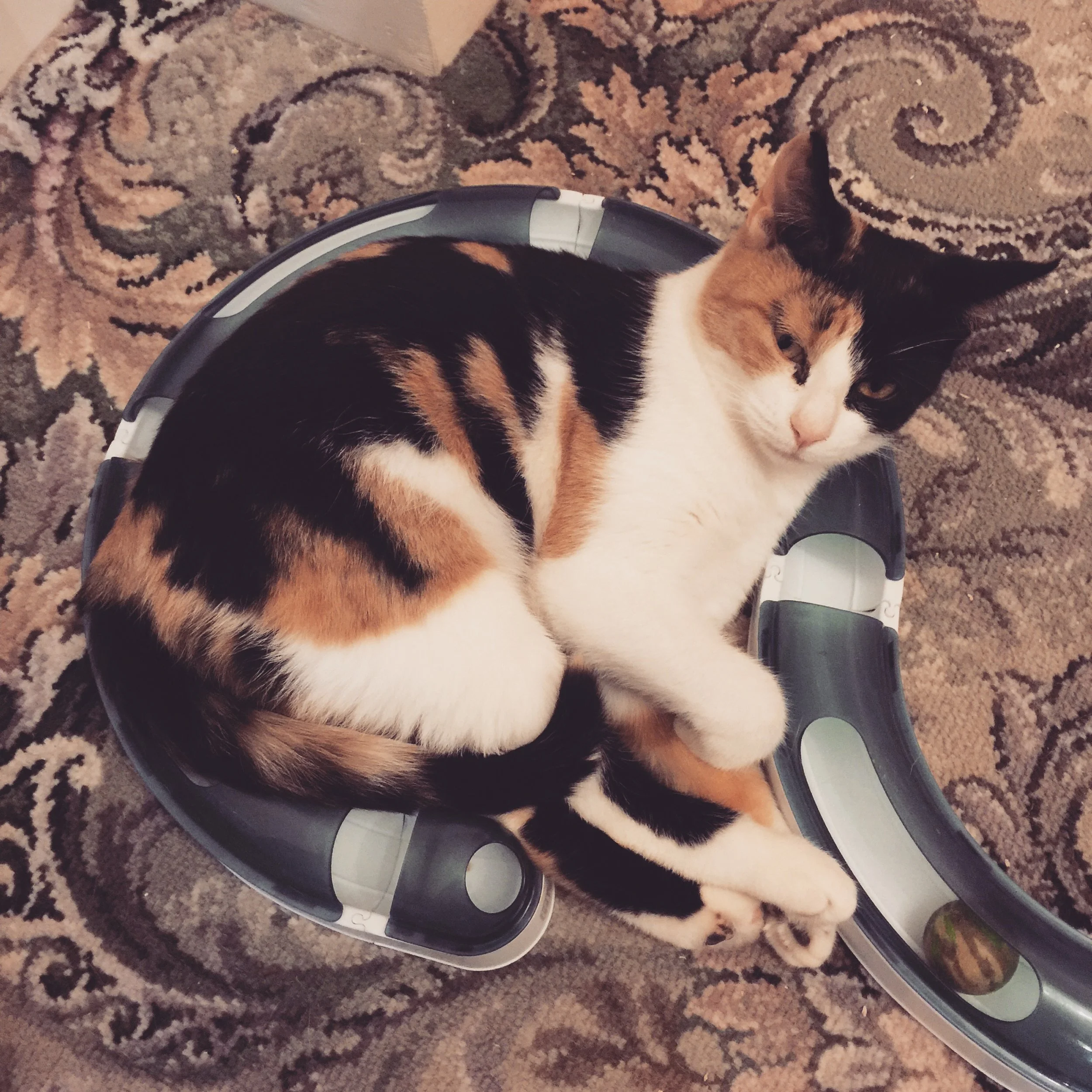 The 16th & 17th; She's so perverse.