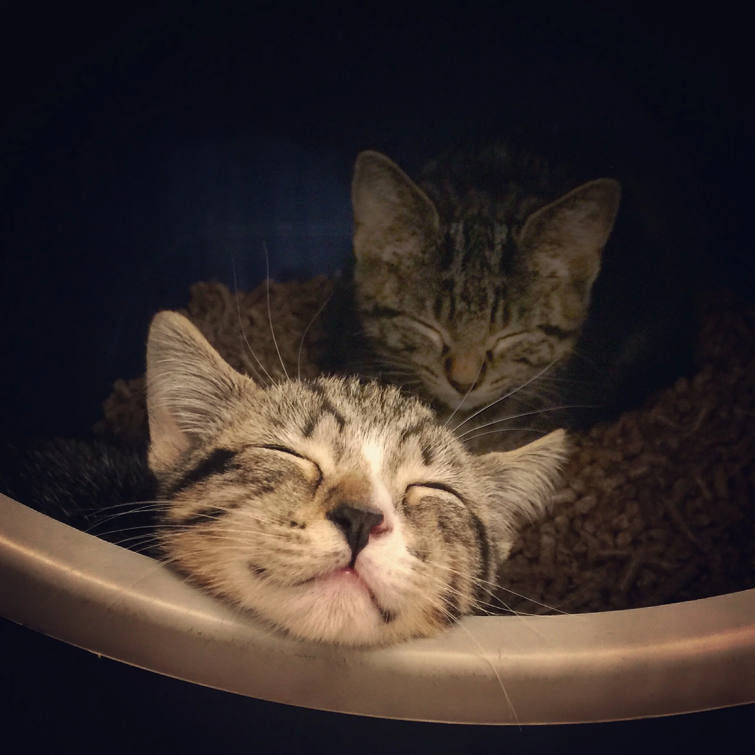 The 2nd & 3rd; I felt as happy as a corgi.