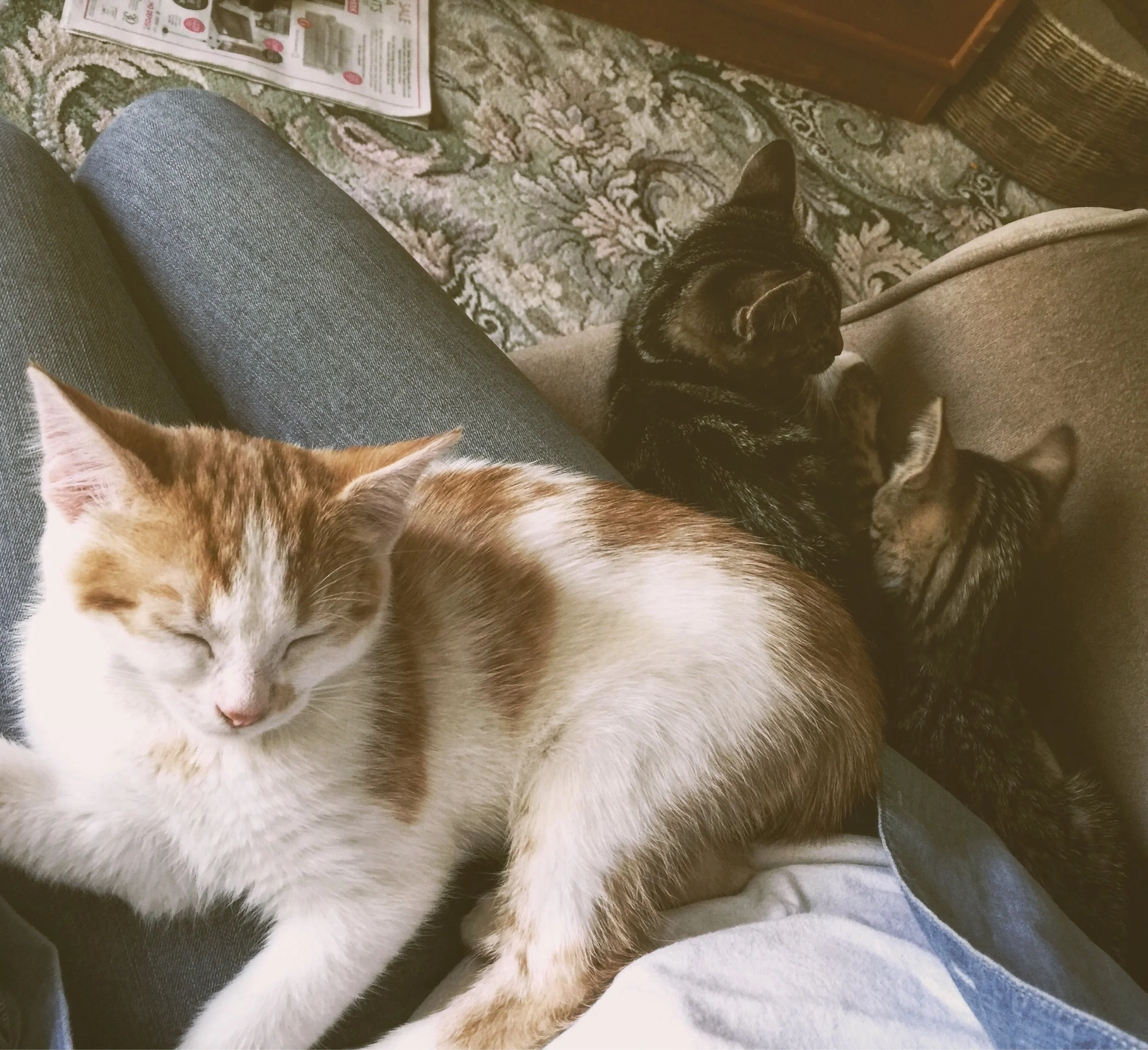 The 4th & 5th; Three sleepy kittens on my lap.