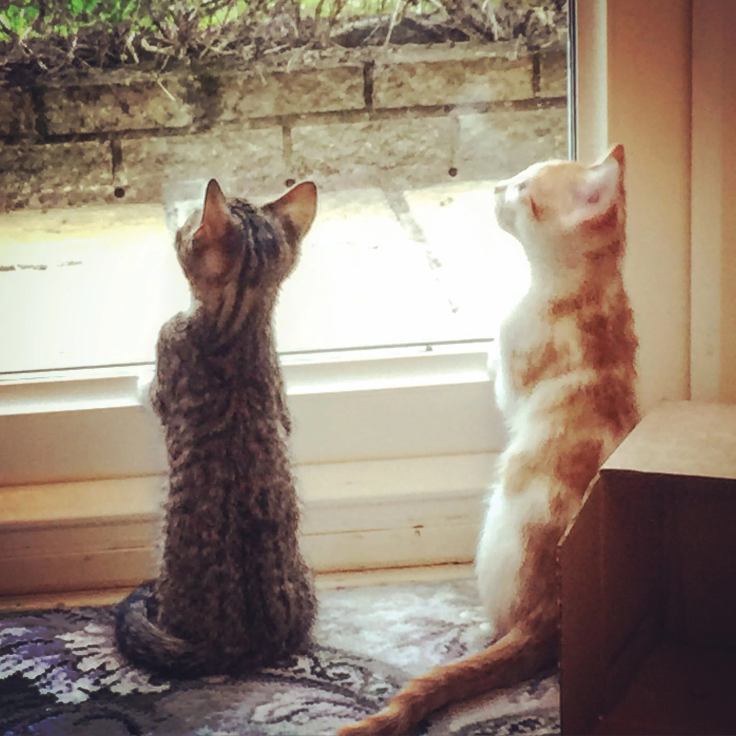 The 6th & 7th; The dog's name was Chipper.