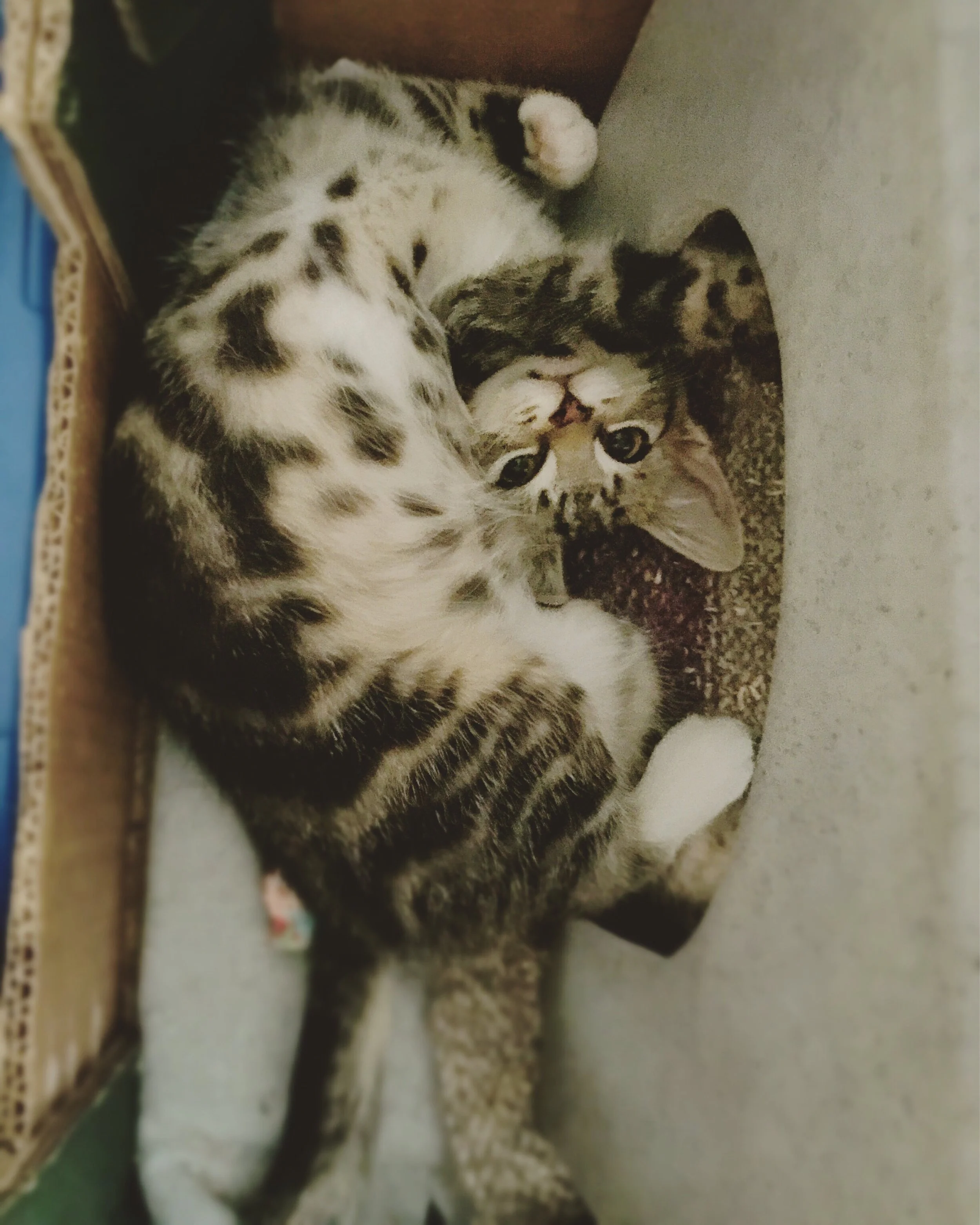 The 27th & 28th; Five kittens is too many.