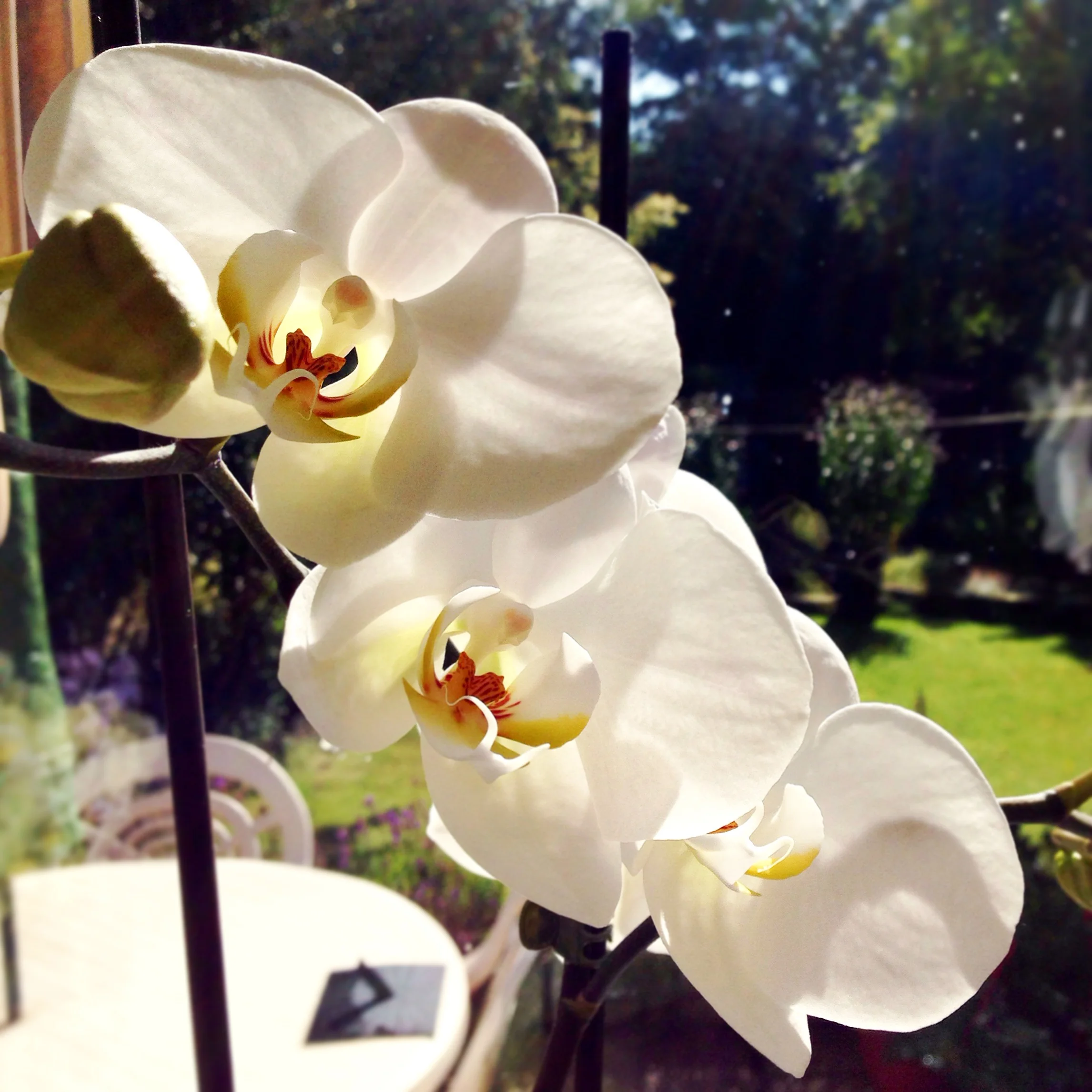 The 17th & 18th; Four years of hard work and photopheresis completely undone.