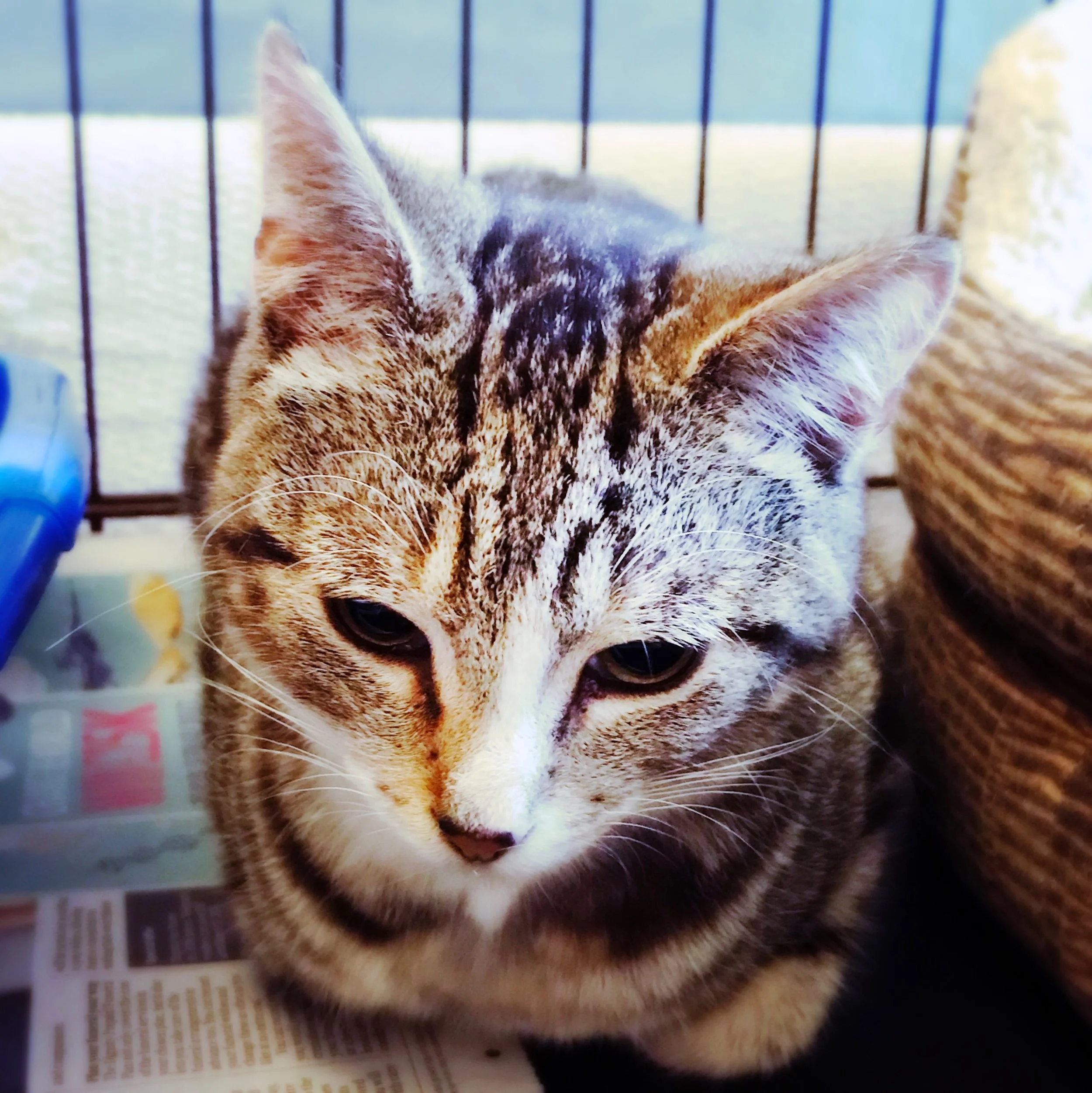 The 1st & 2nd; I have a kitty!