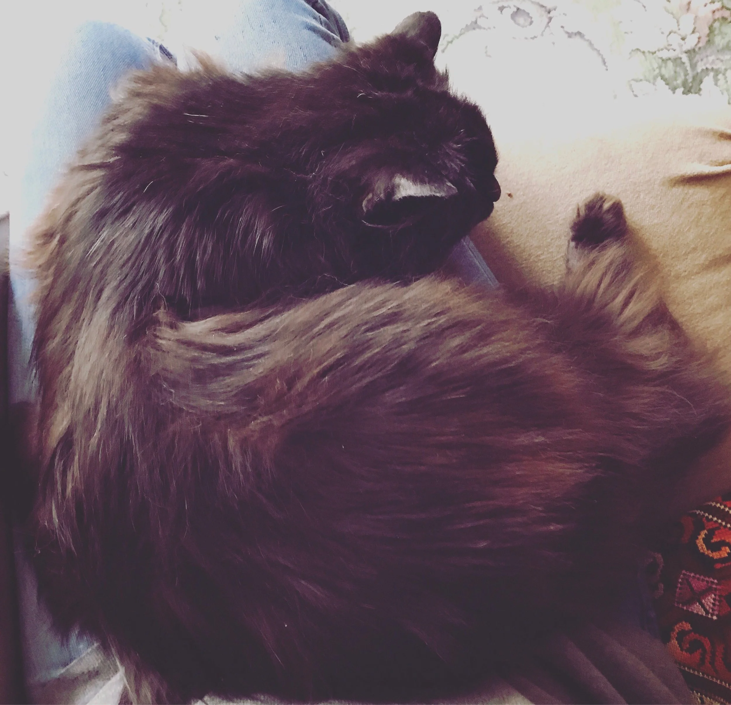 The 19th & 20th; Covered in floof.