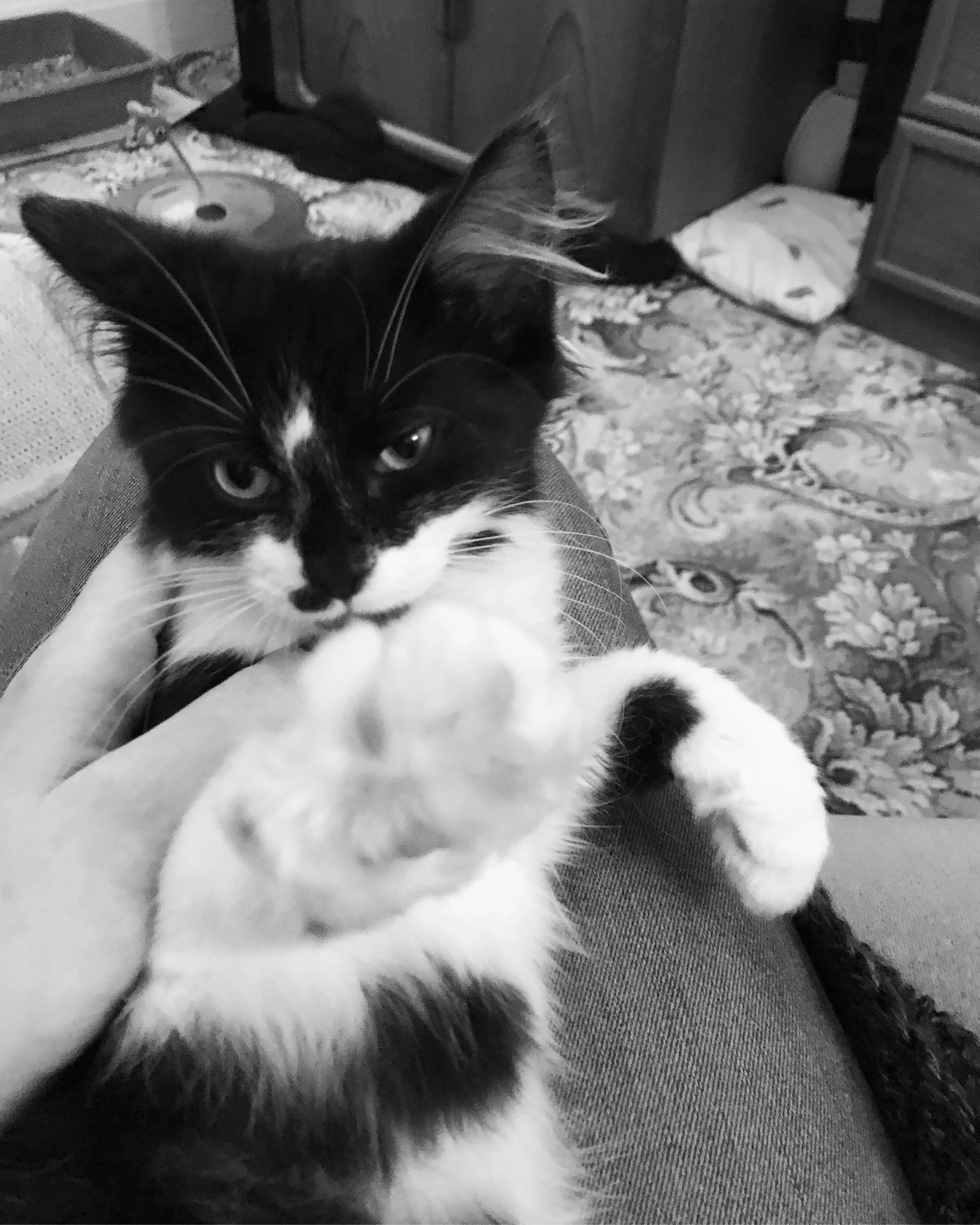 The 8th & 9th; Rufus is friendly and soft and gorgeous.