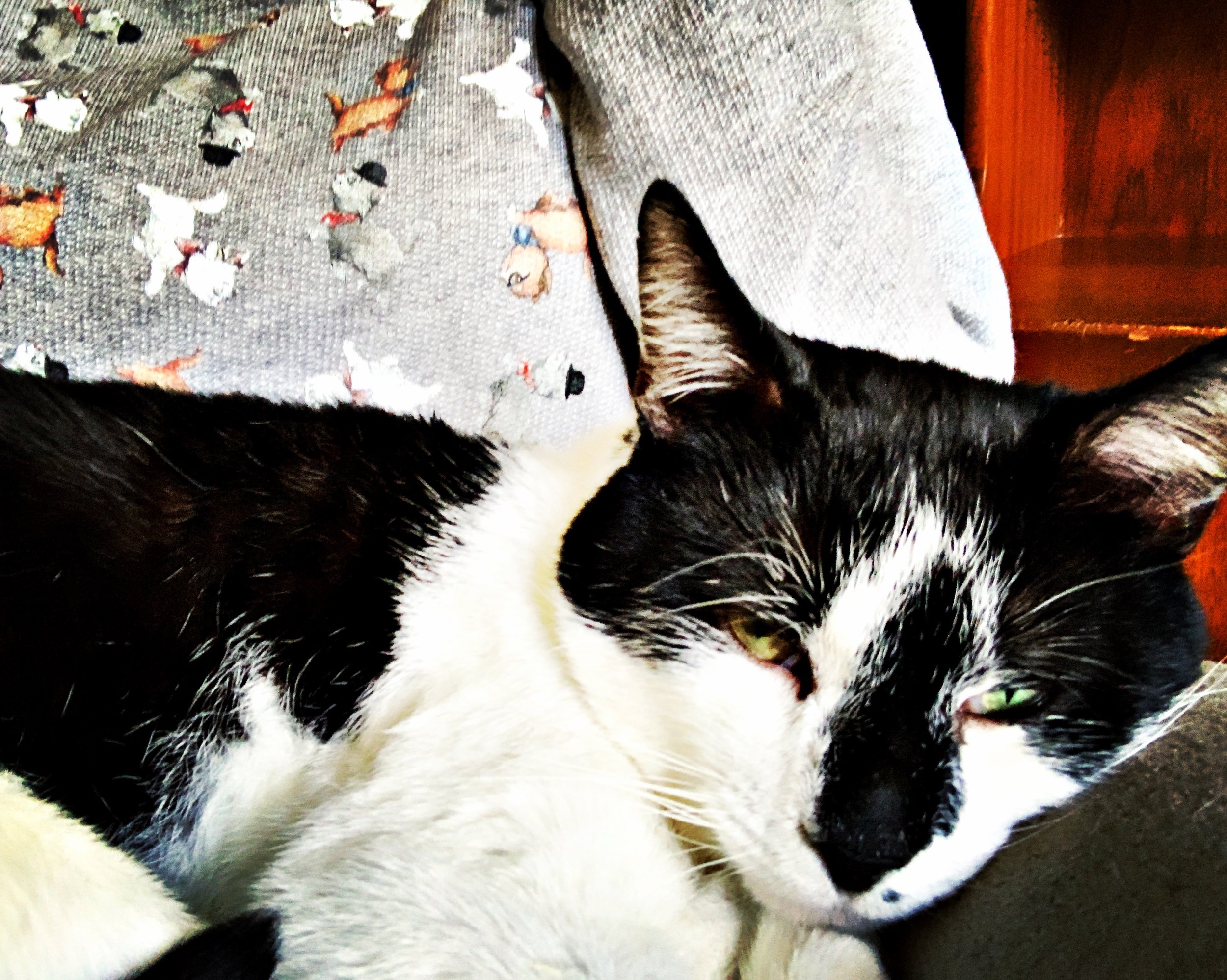 The 15th &amp; 16th; Immediately sneezed in my face. 