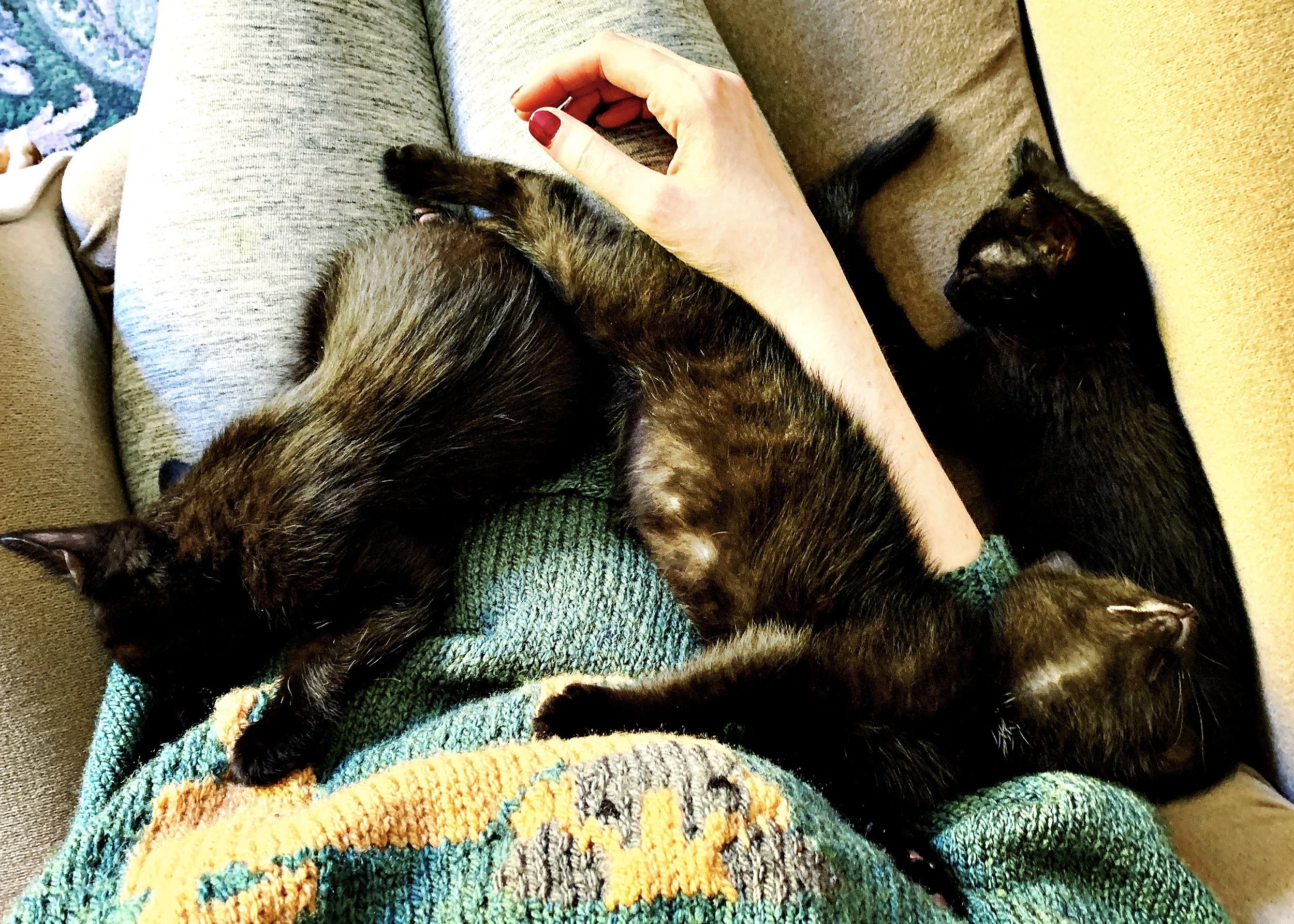 The 13th &amp; 14th; Three sleepy kittens.