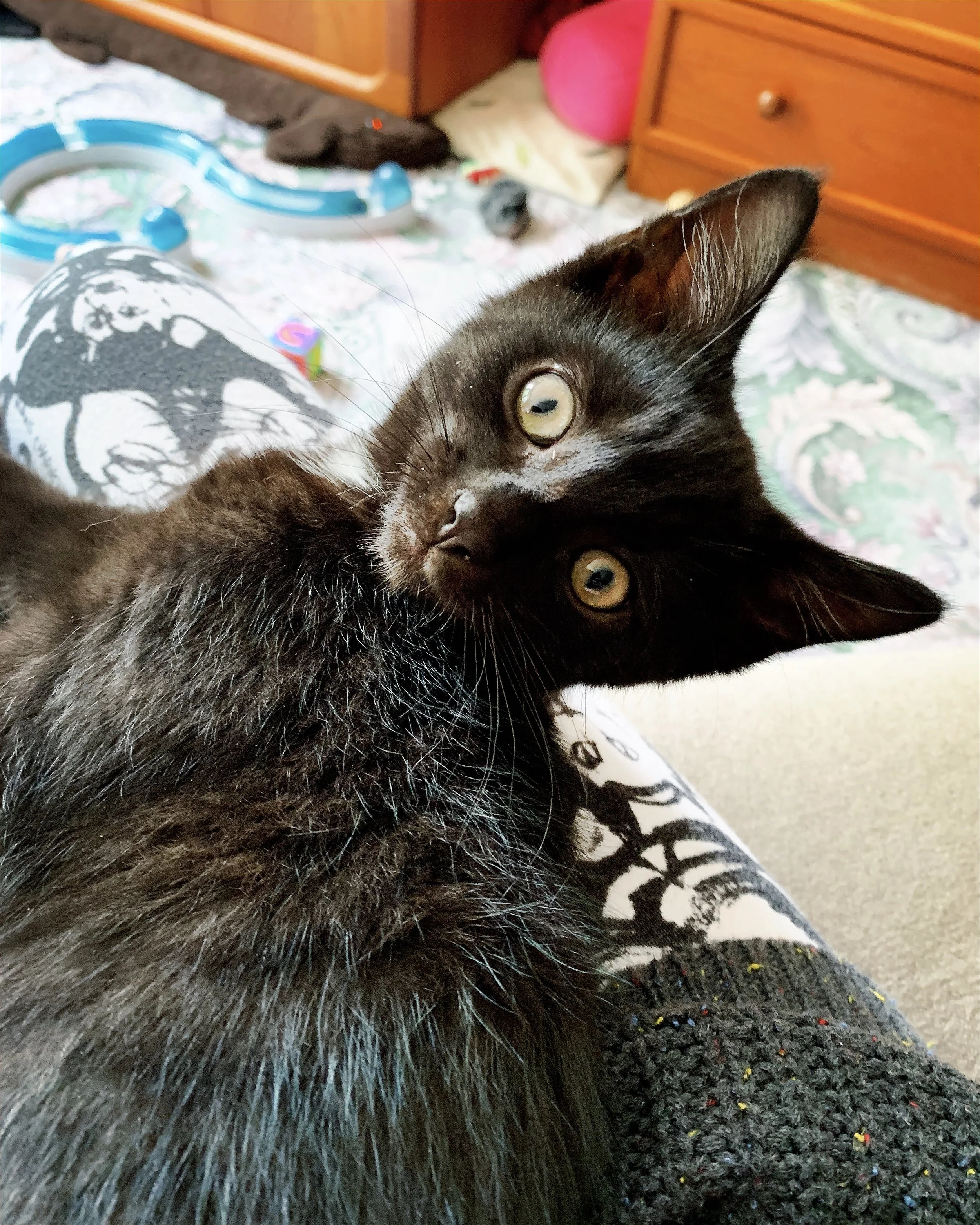 The 31st &amp; 1st; Screamy little monkey.