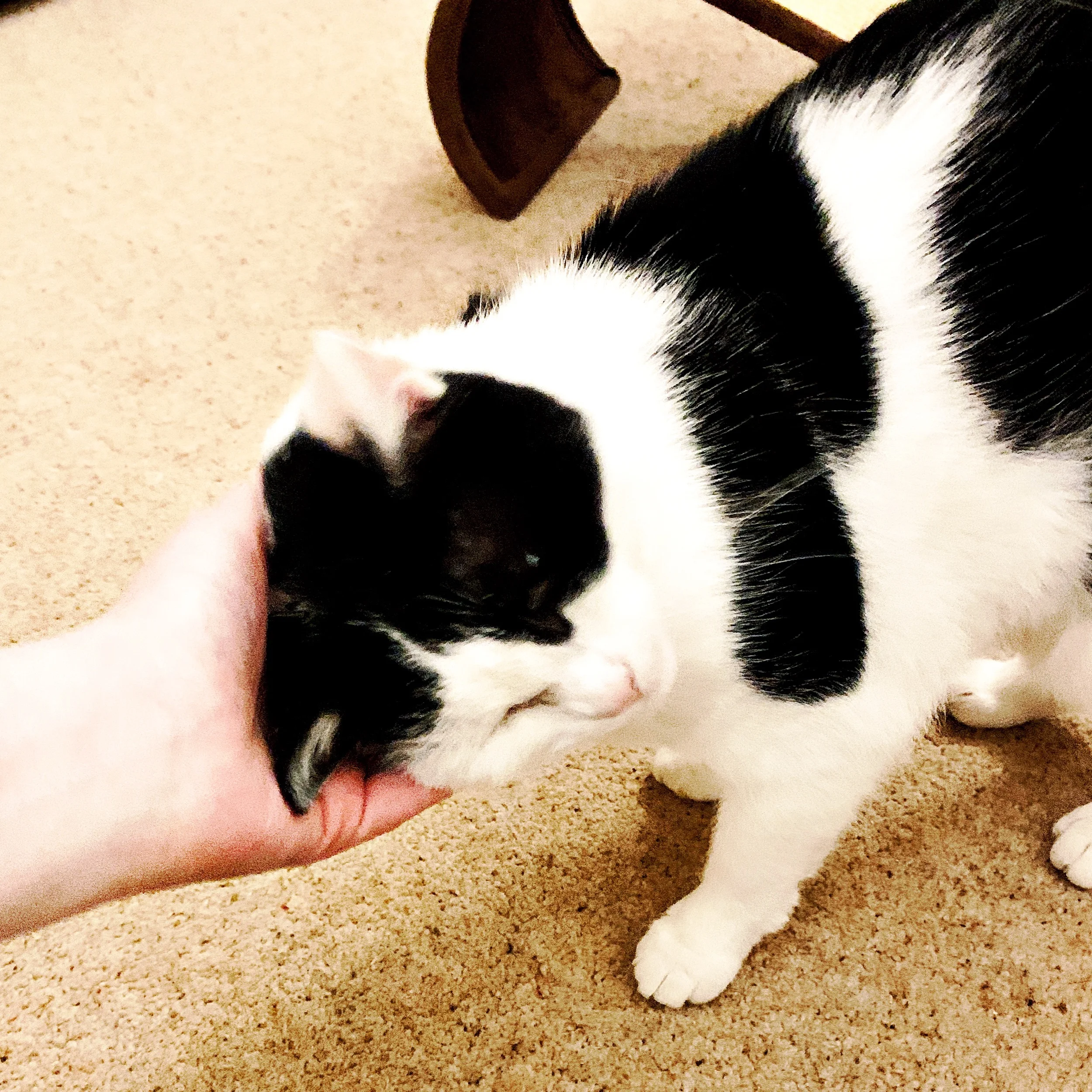 The 17th & 18th; Feeling very pleased with myself.