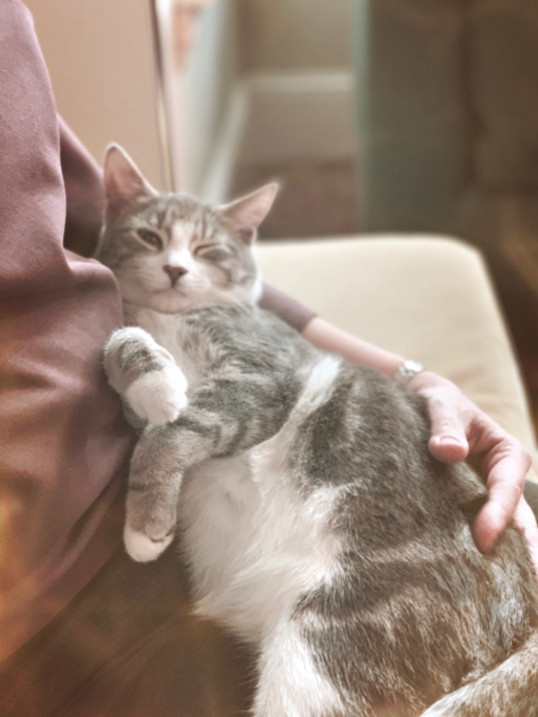 The 23rd & 24th; Cats, chest drains, comedy, cottages and death. 