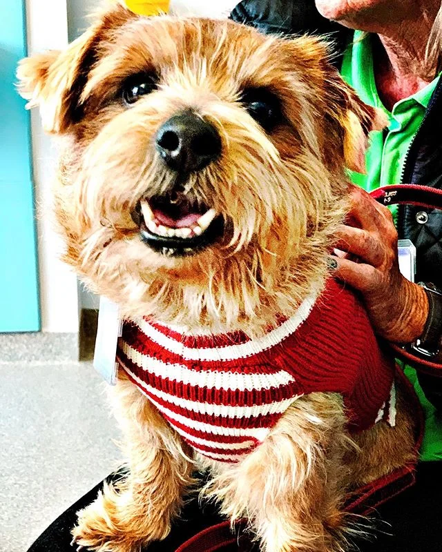 Met a good boy yesterday called Basil